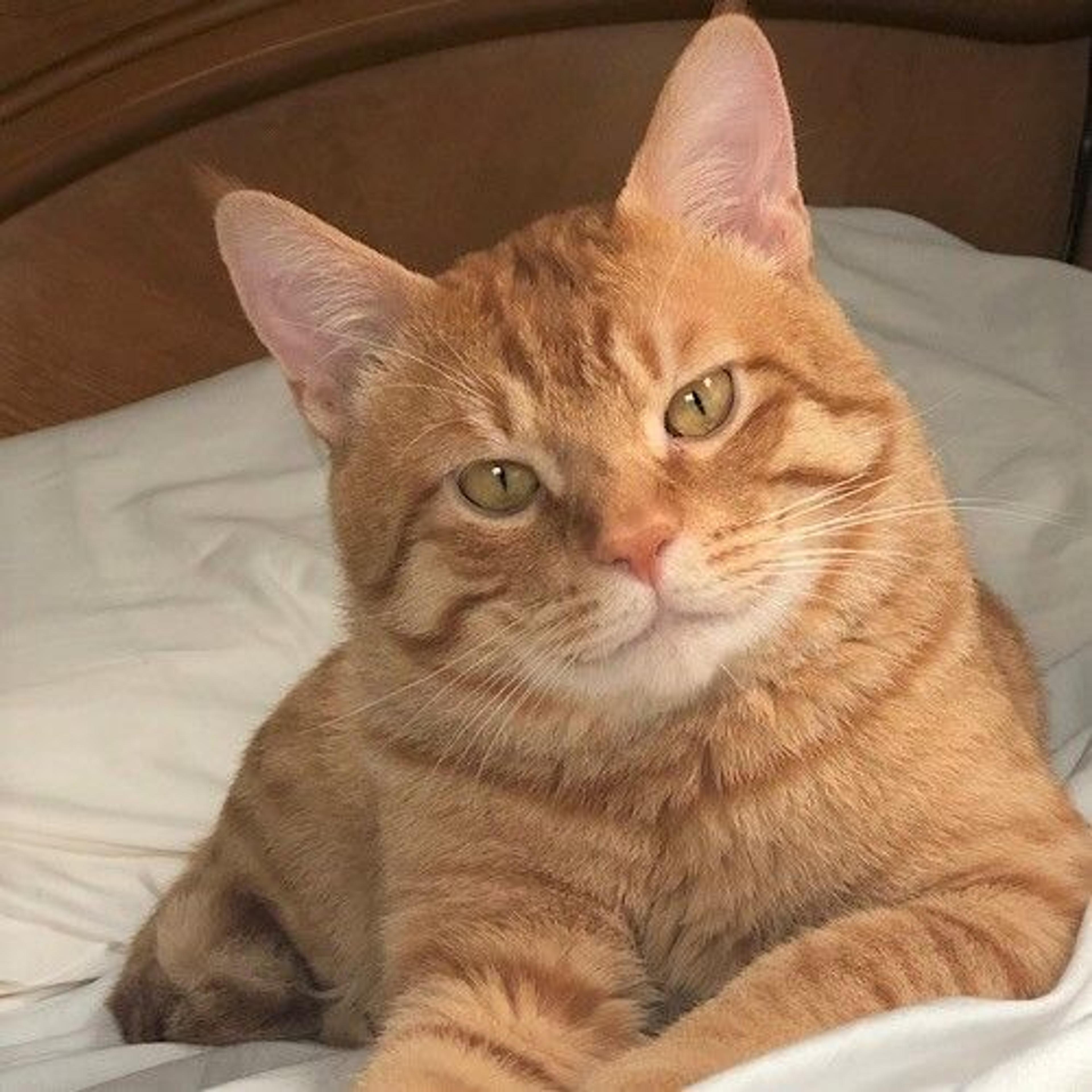 pet-image-2
