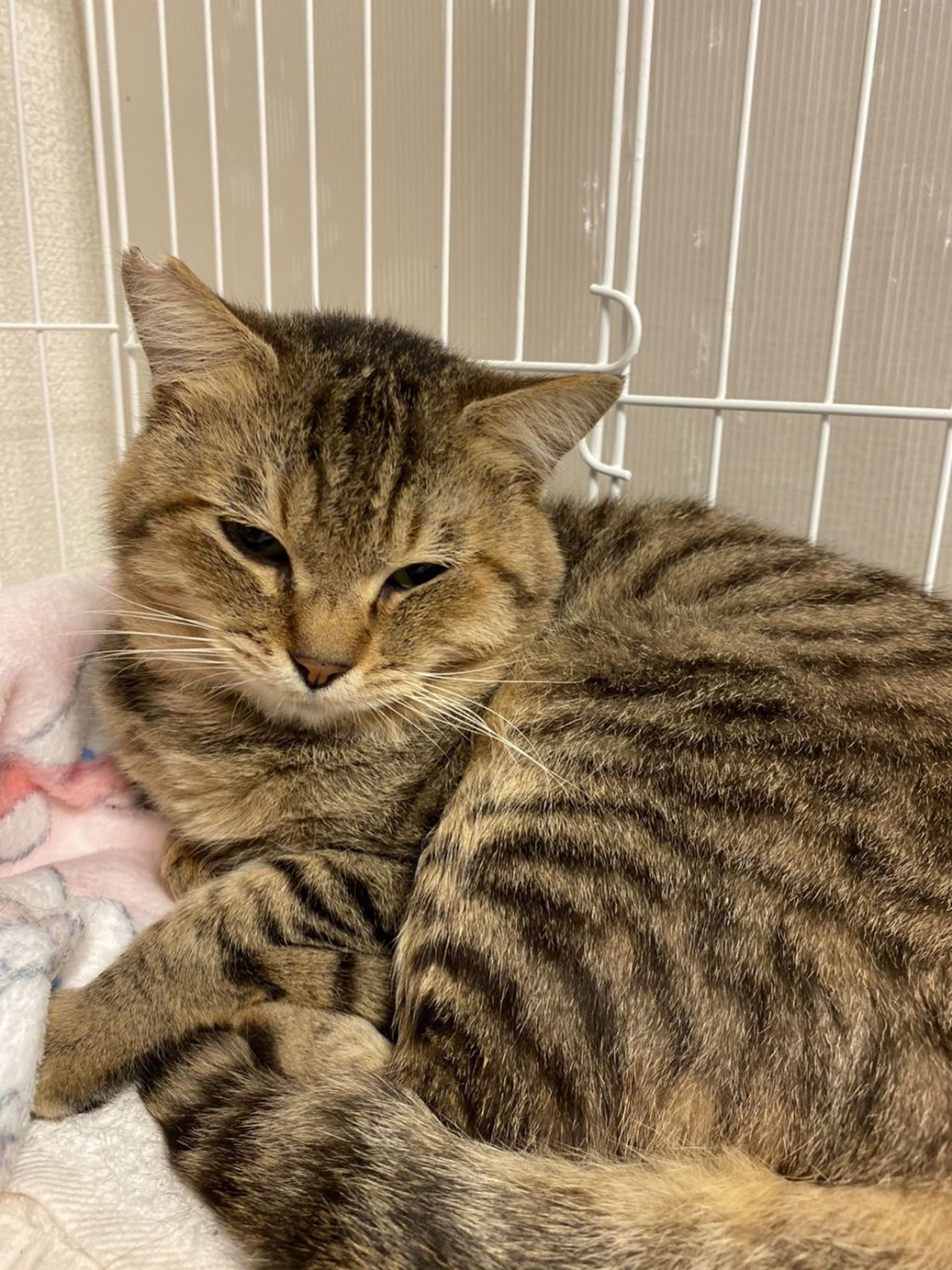 雑種（ミックス猫）・オスの里親募集の写真