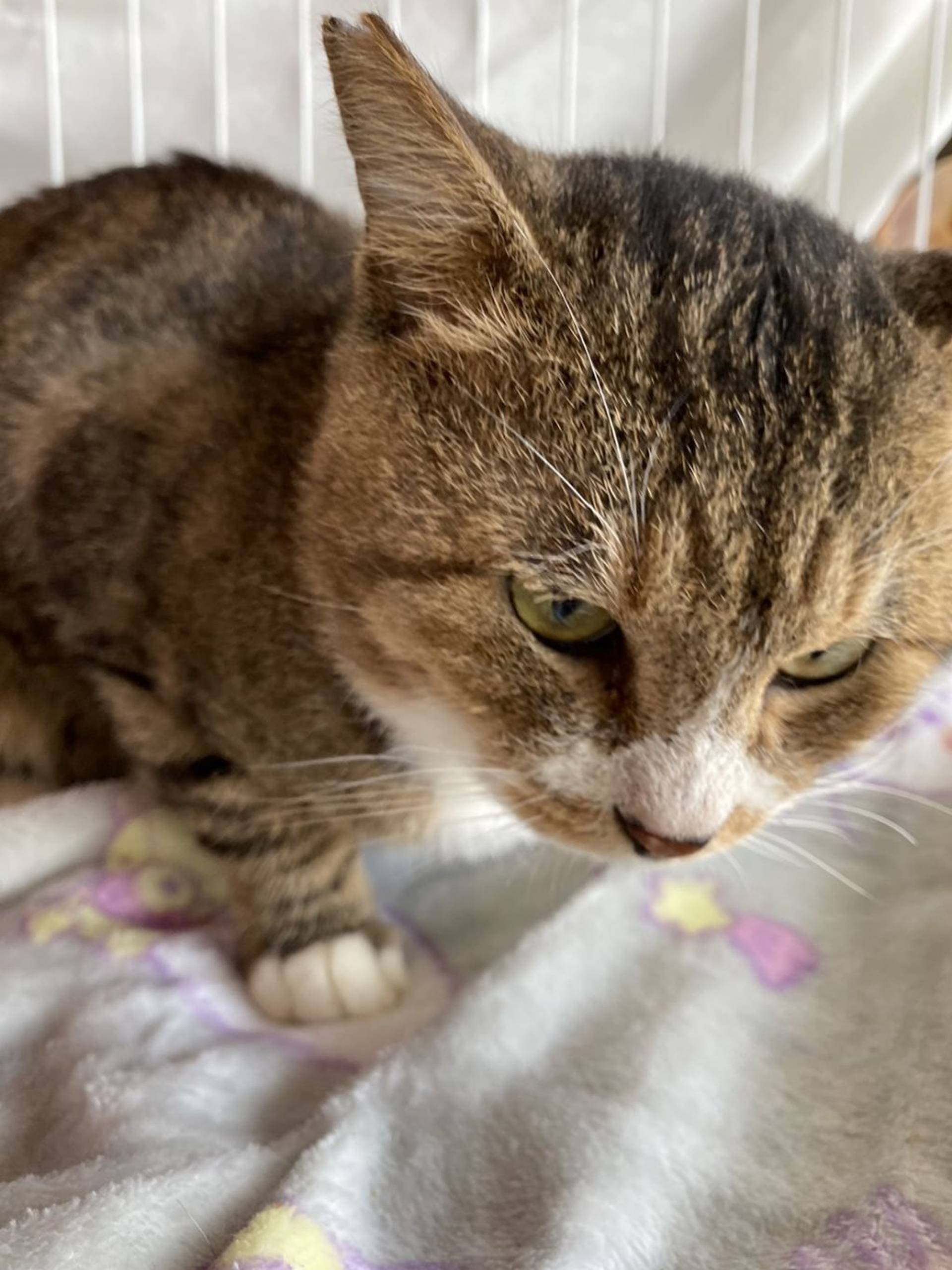 雑種（ミックス猫）・オスの里親募集の写真