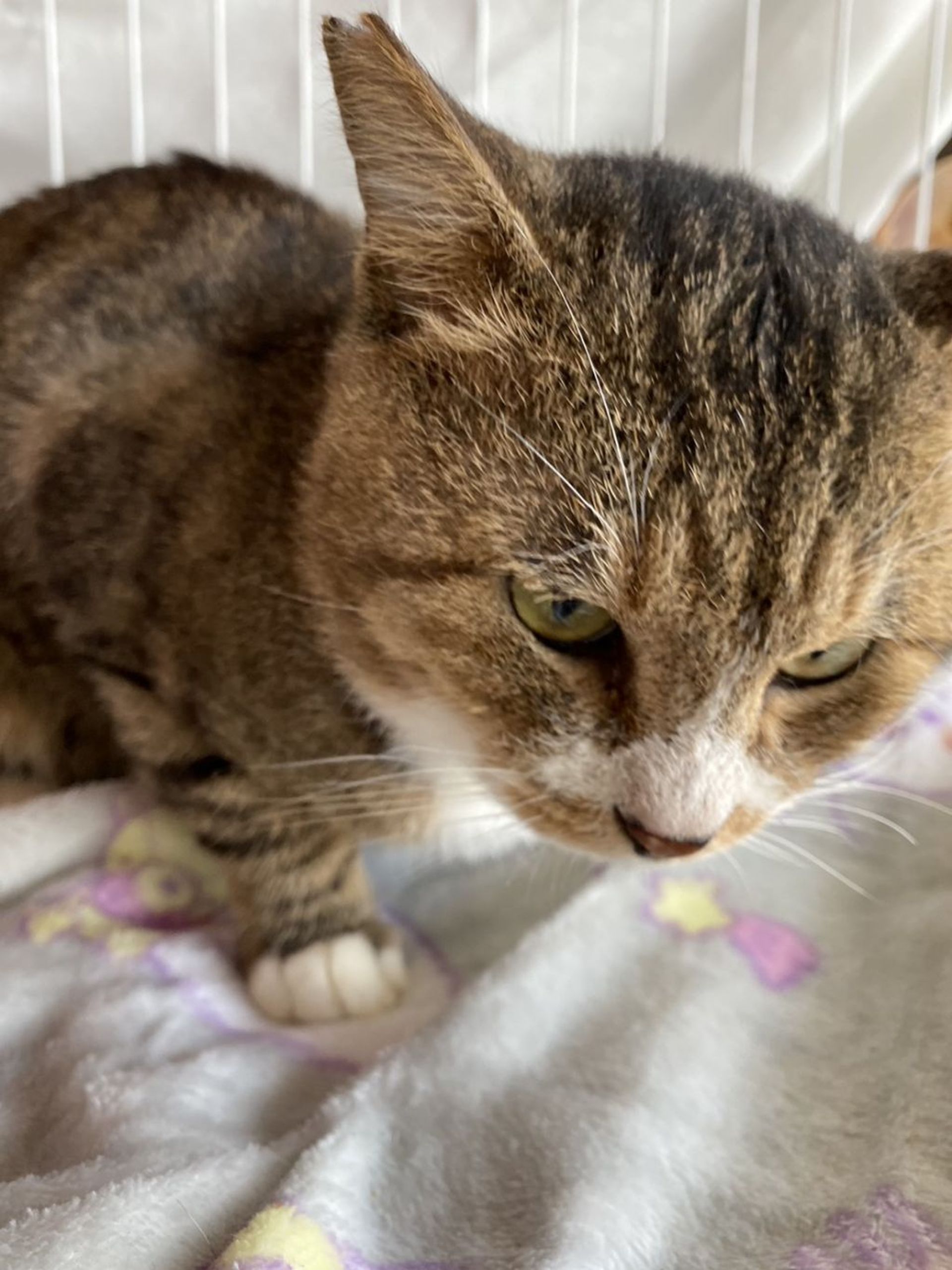 雑種（ミックス猫）・オスの里親募集の写真