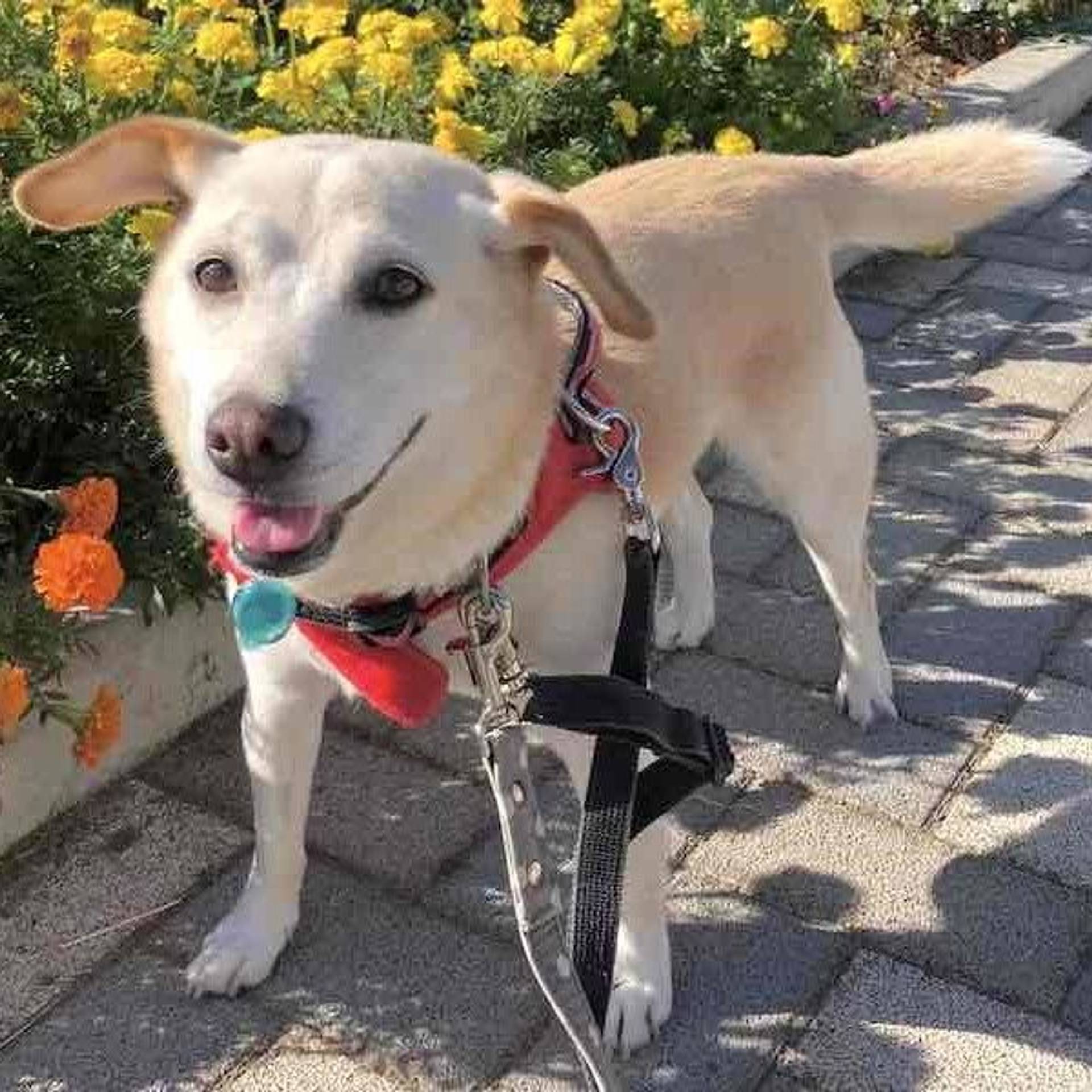 雑種（ミックス犬）・メスの里親募集の写真