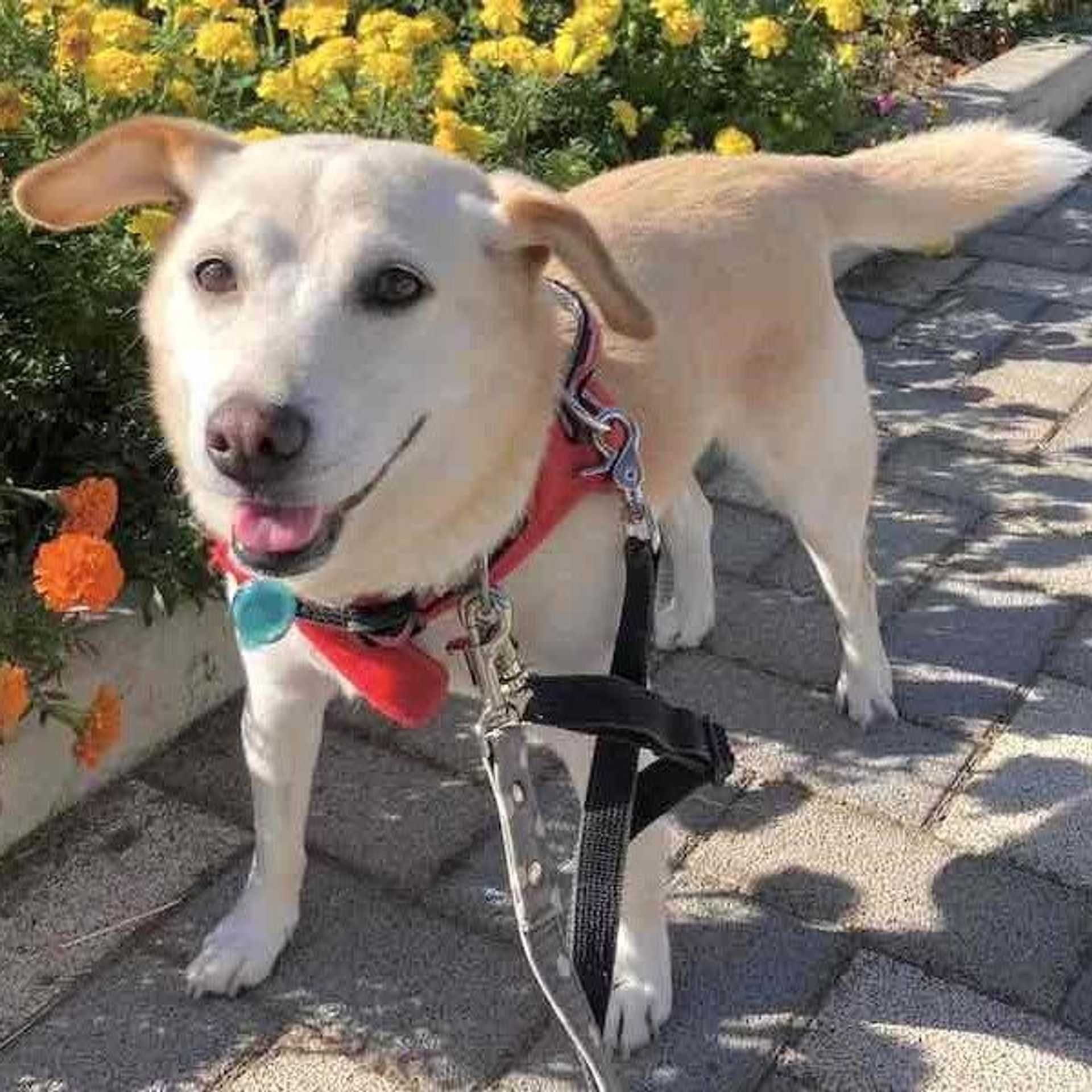 雑種（ミックス犬）・メスの里親募集の写真