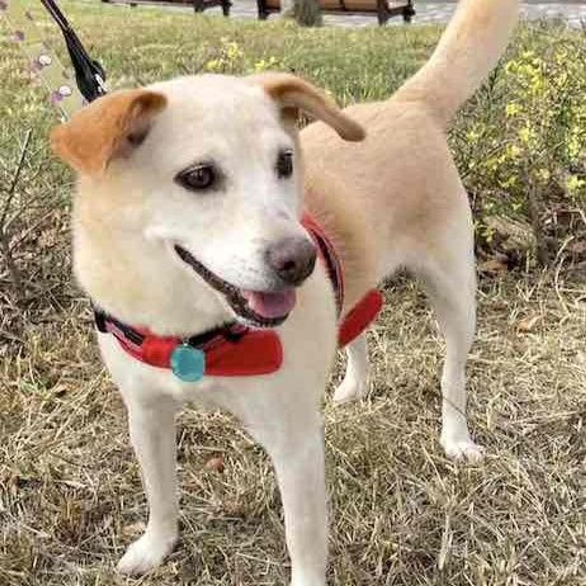 pet-image-3