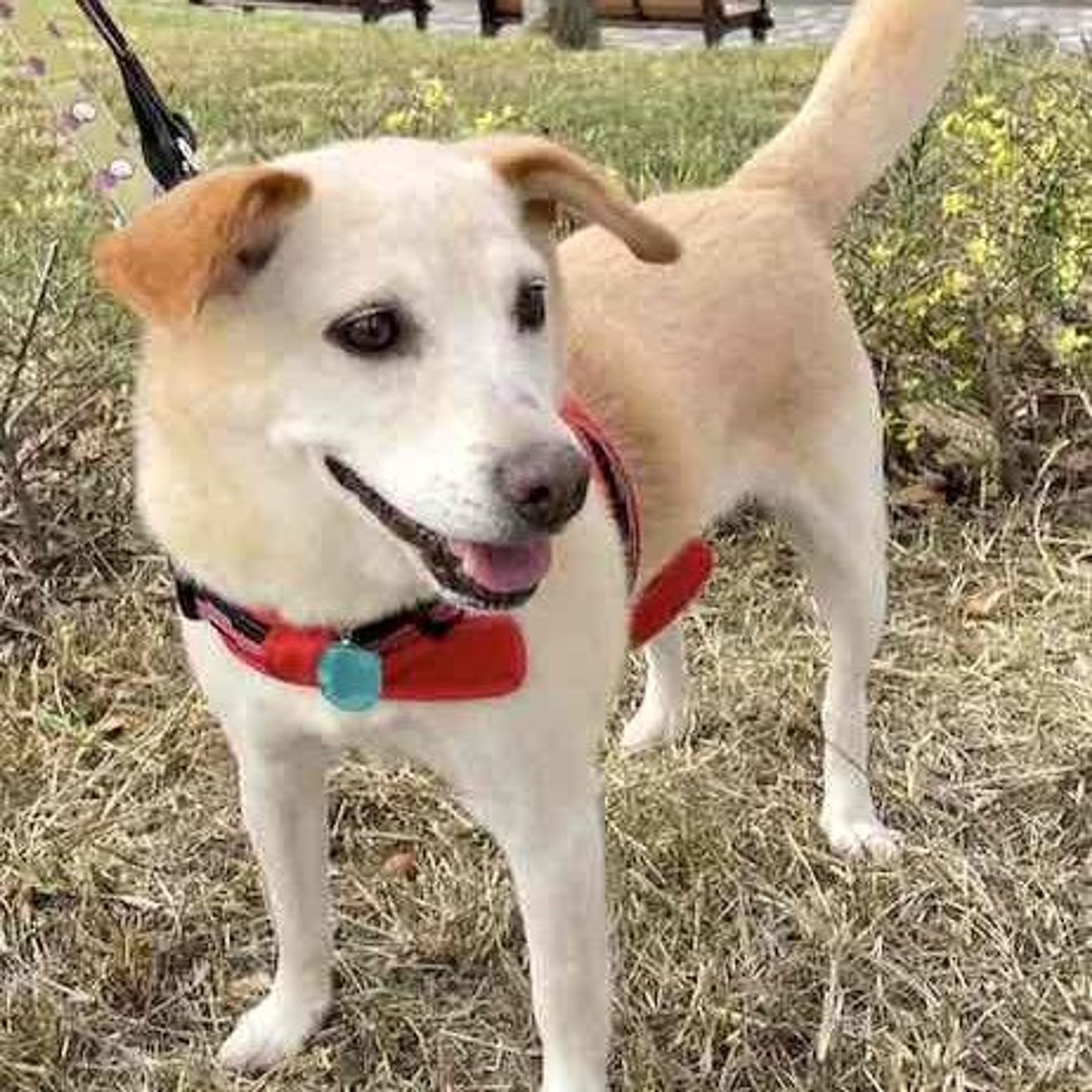 pet-image-3