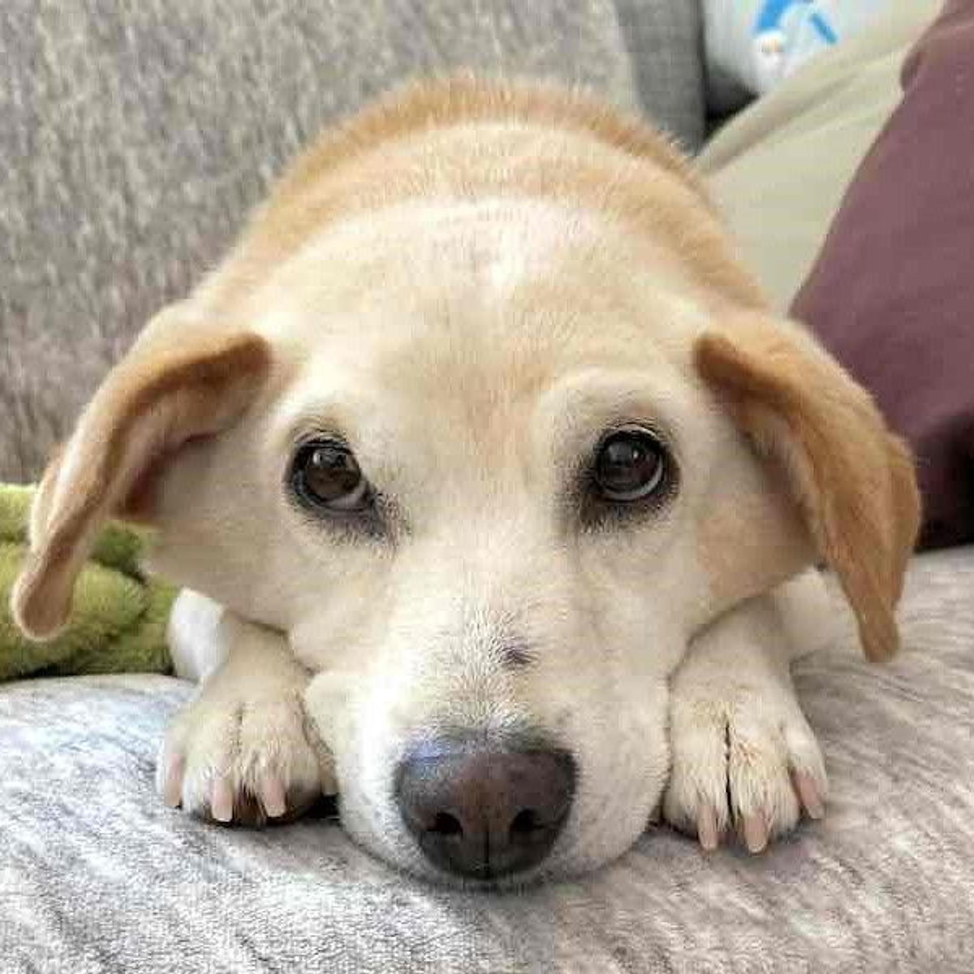 pet-image-4
