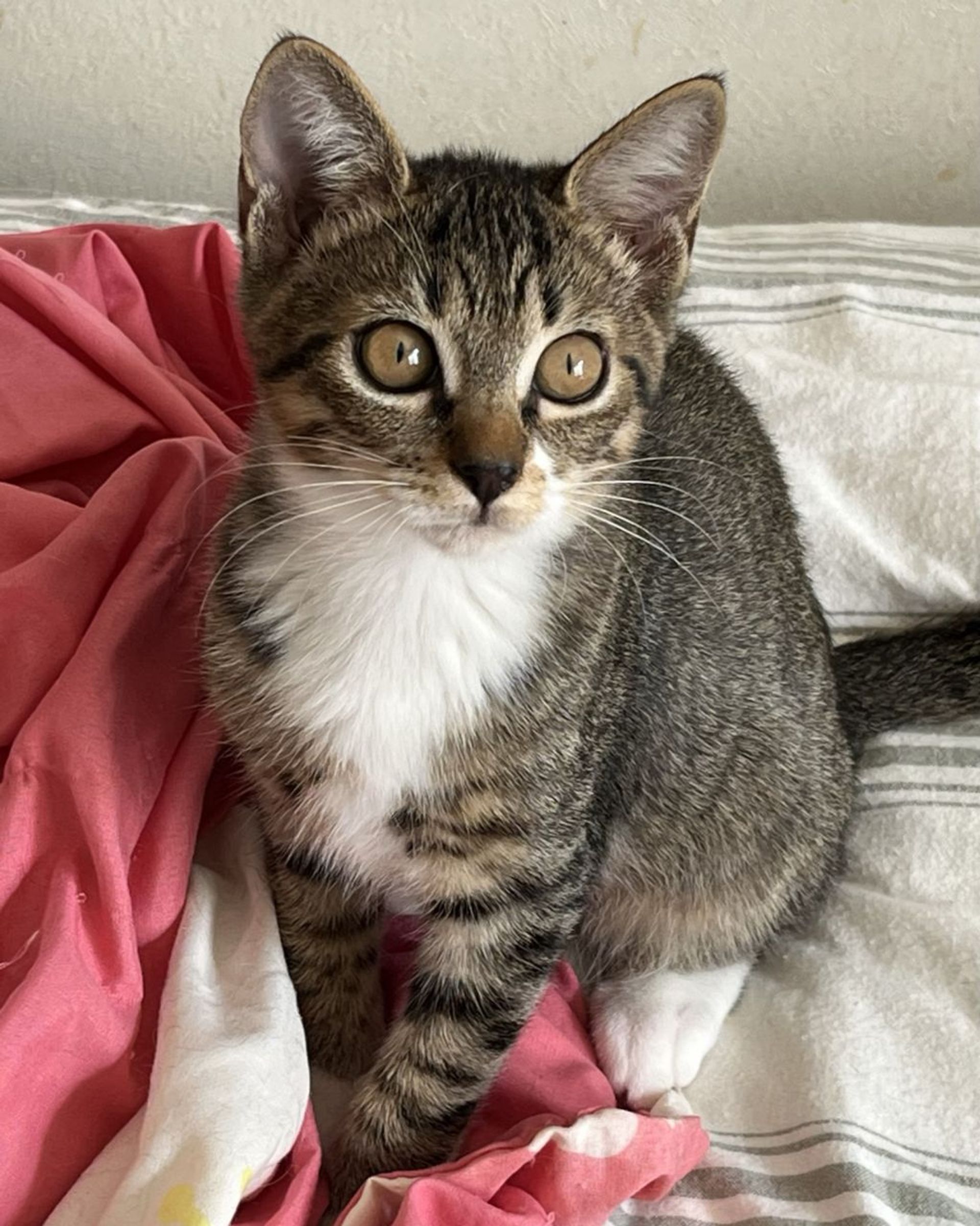 雑種（ミックス猫）・メスの里親募集の写真