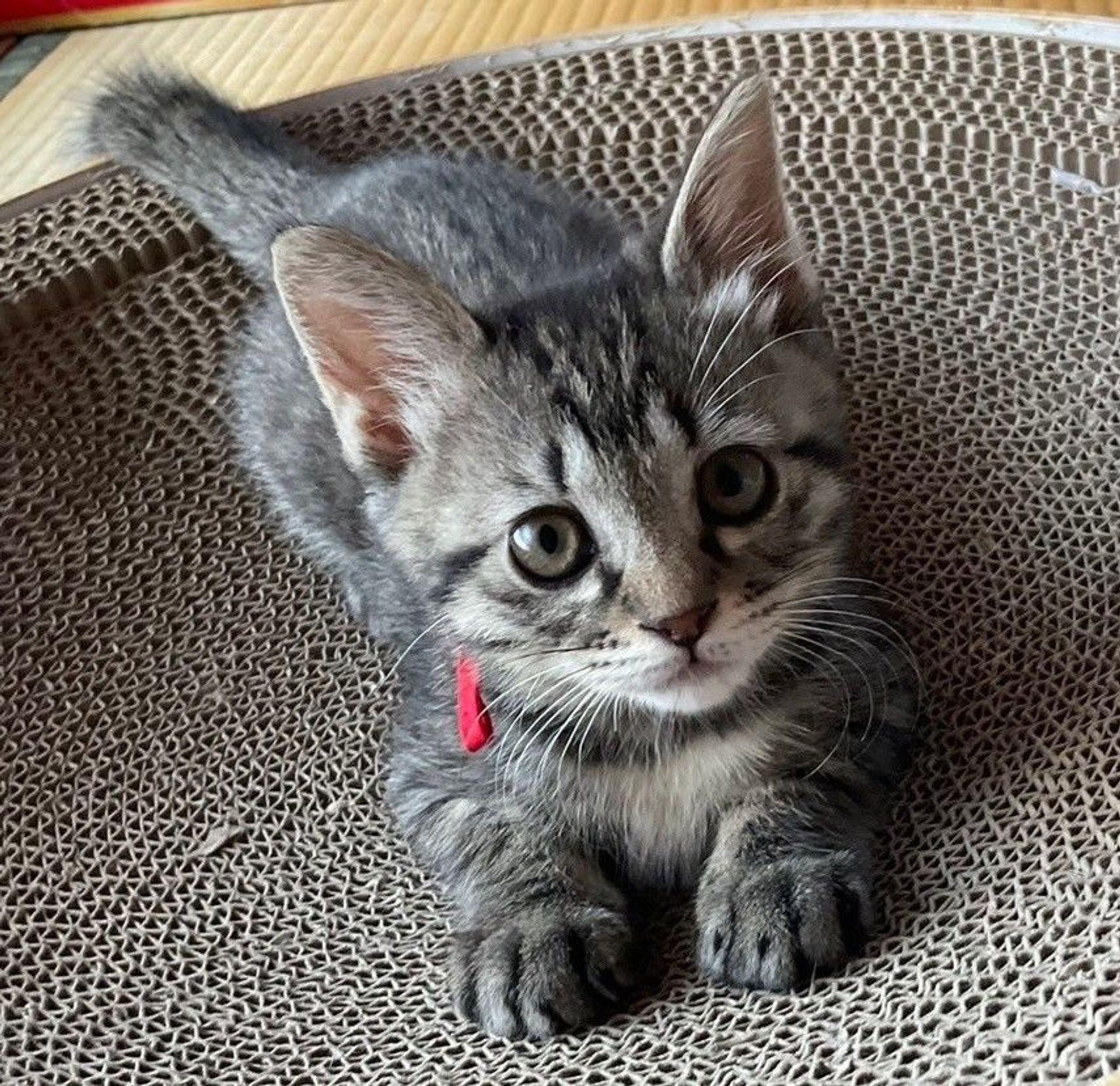 雑種（ミックス猫）・メスの里親募集の写真