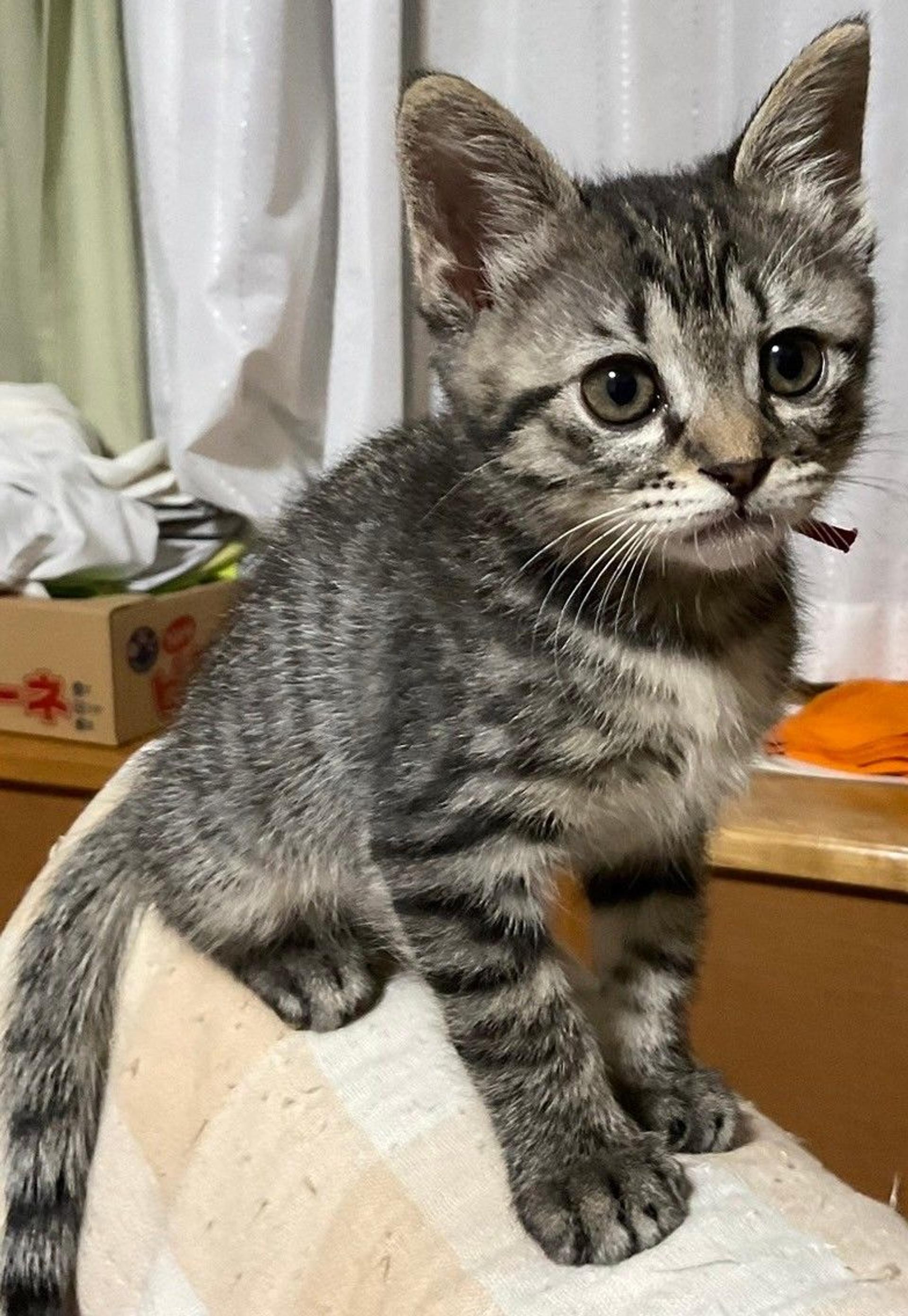 pet-image-2