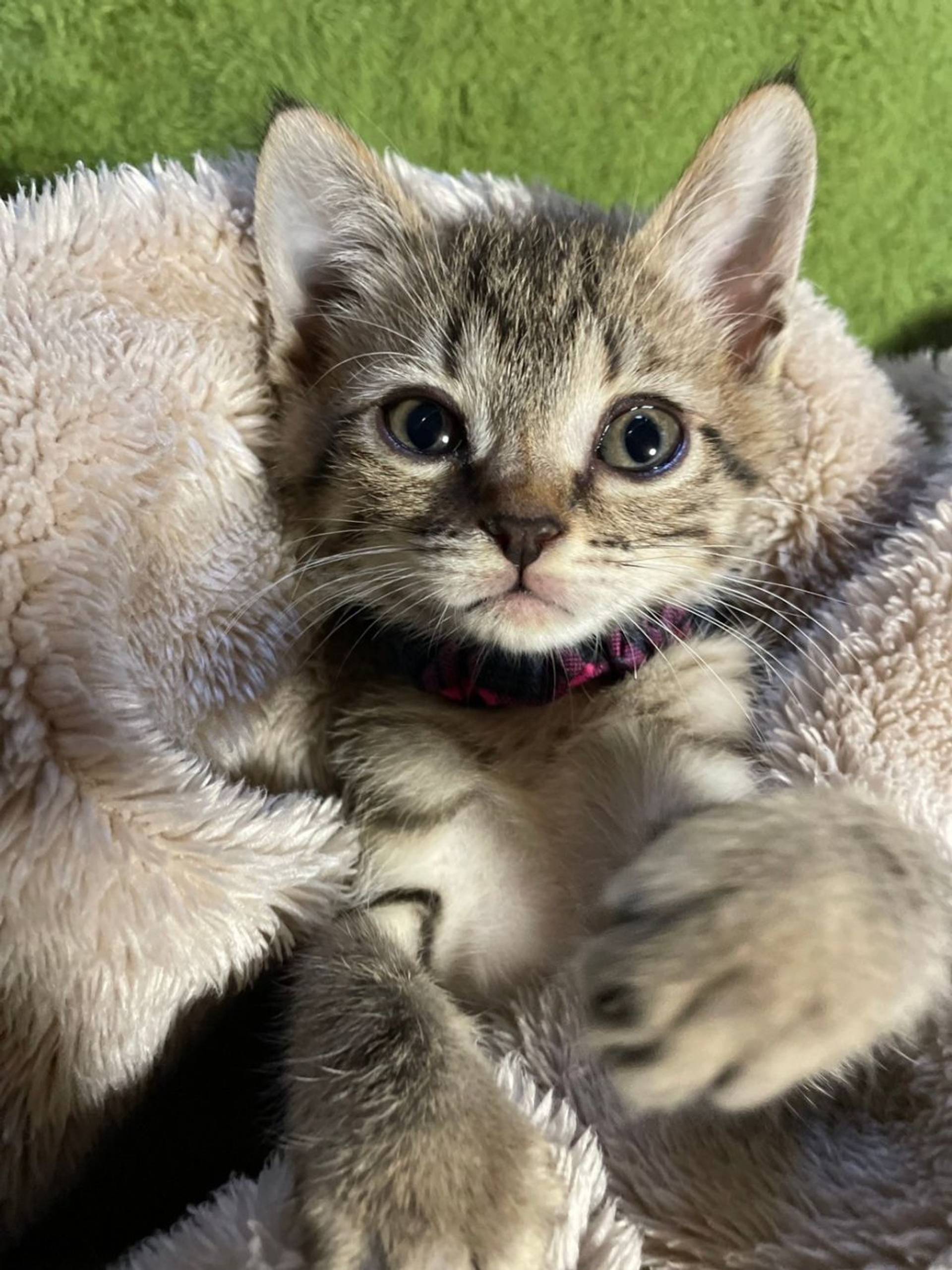 雑種（ミックス猫）・メスの里親募集の写真