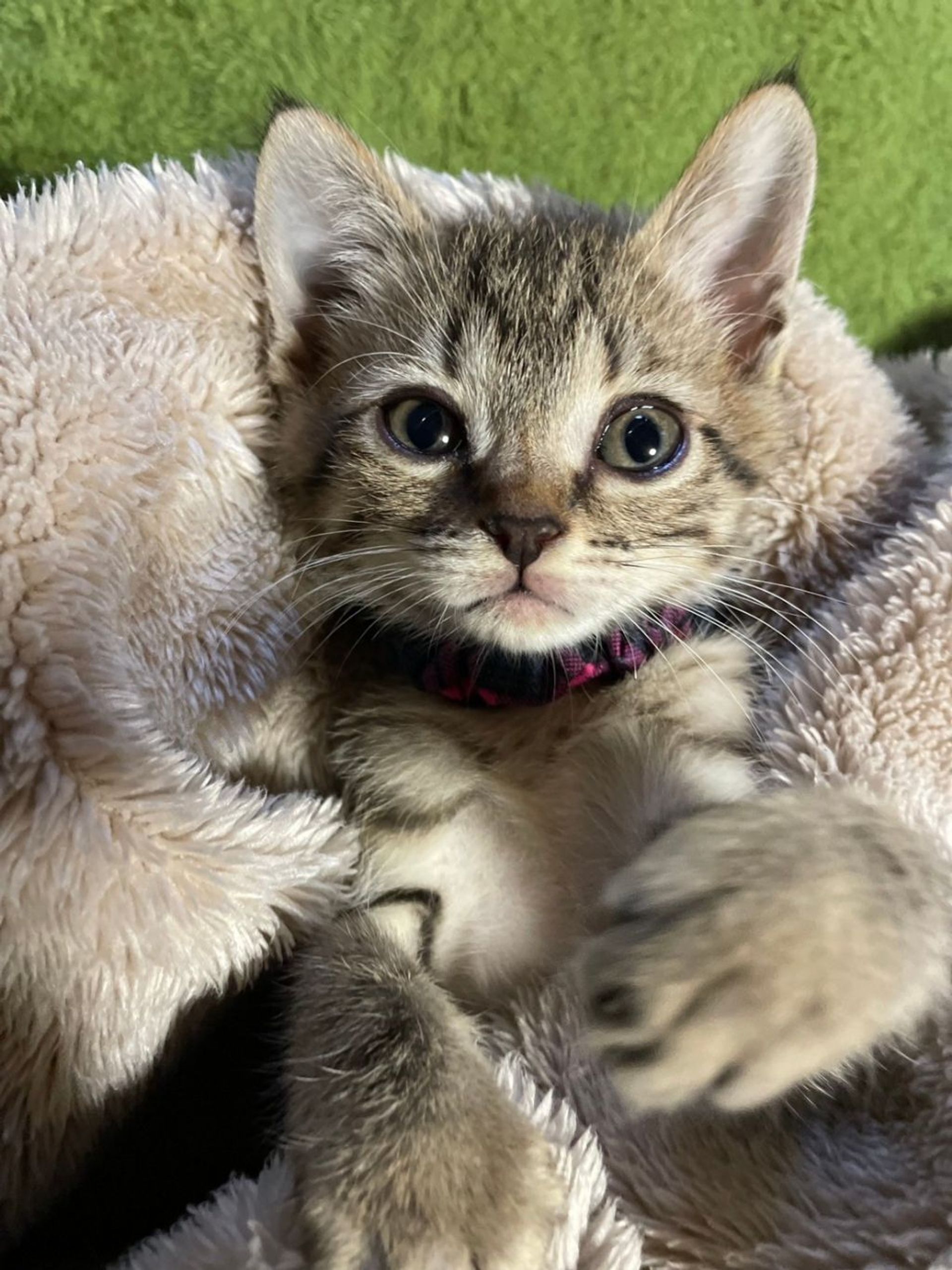 雑種（ミックス猫）・メスの里親募集の写真