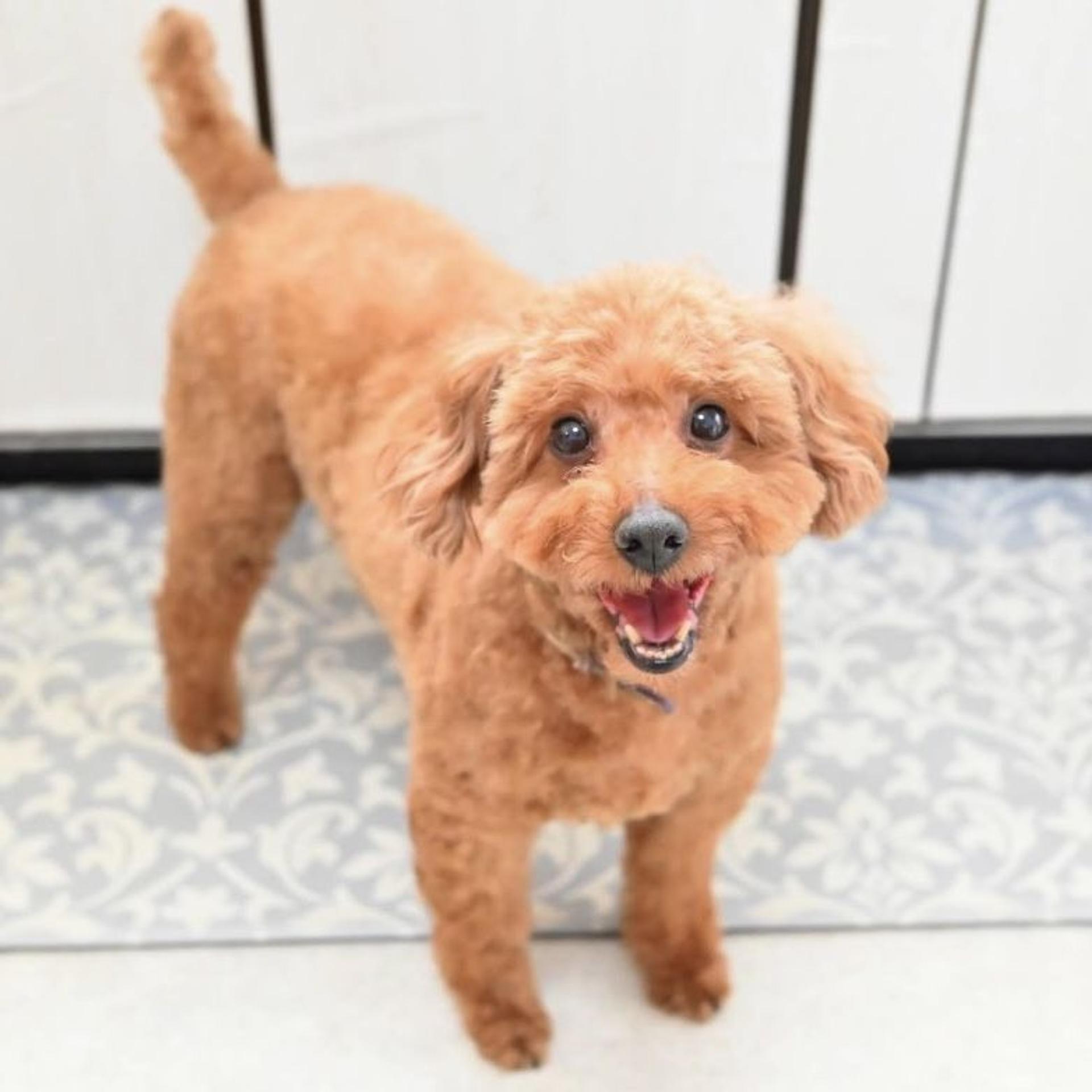 pet-image-7