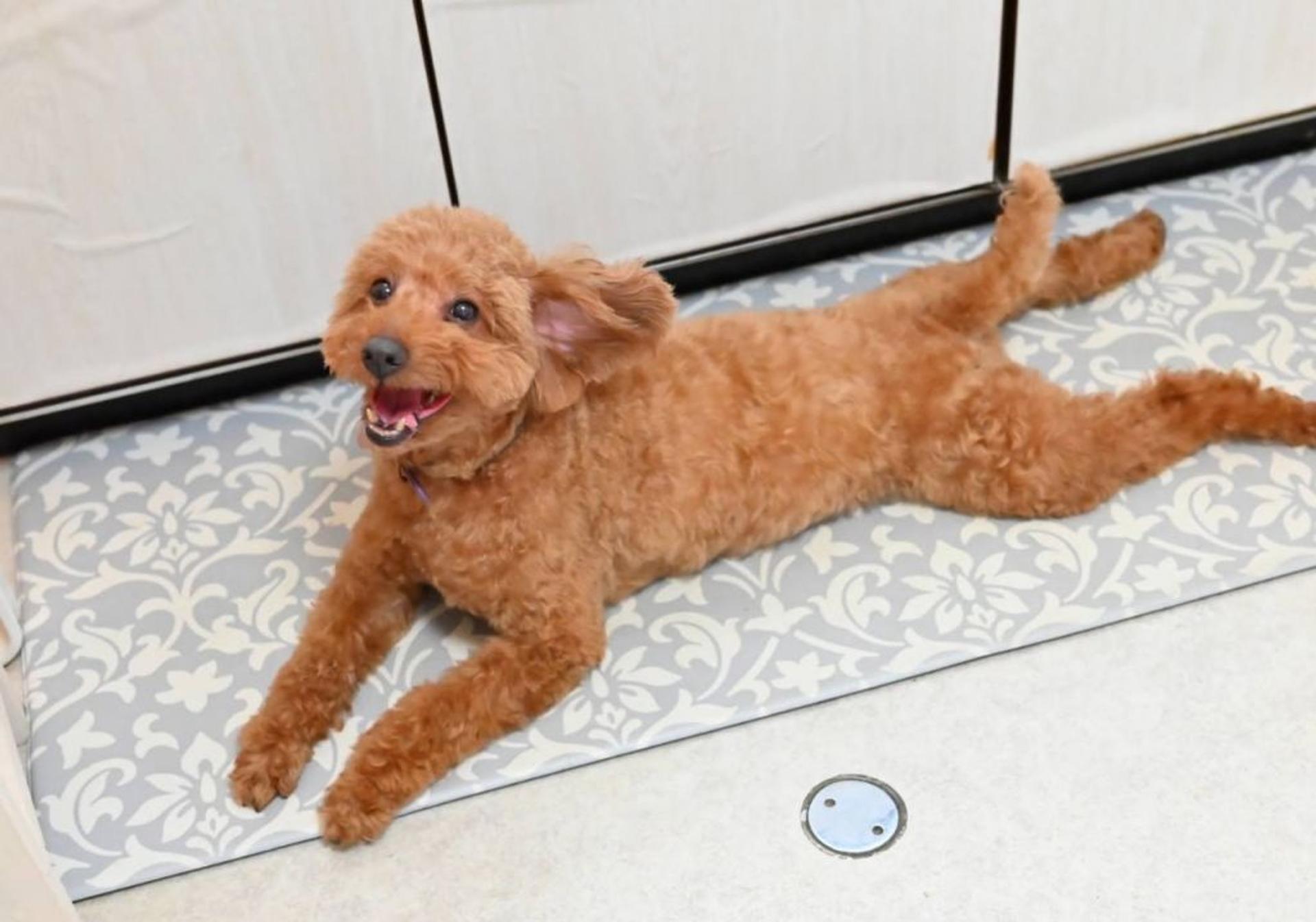 pet-image-10