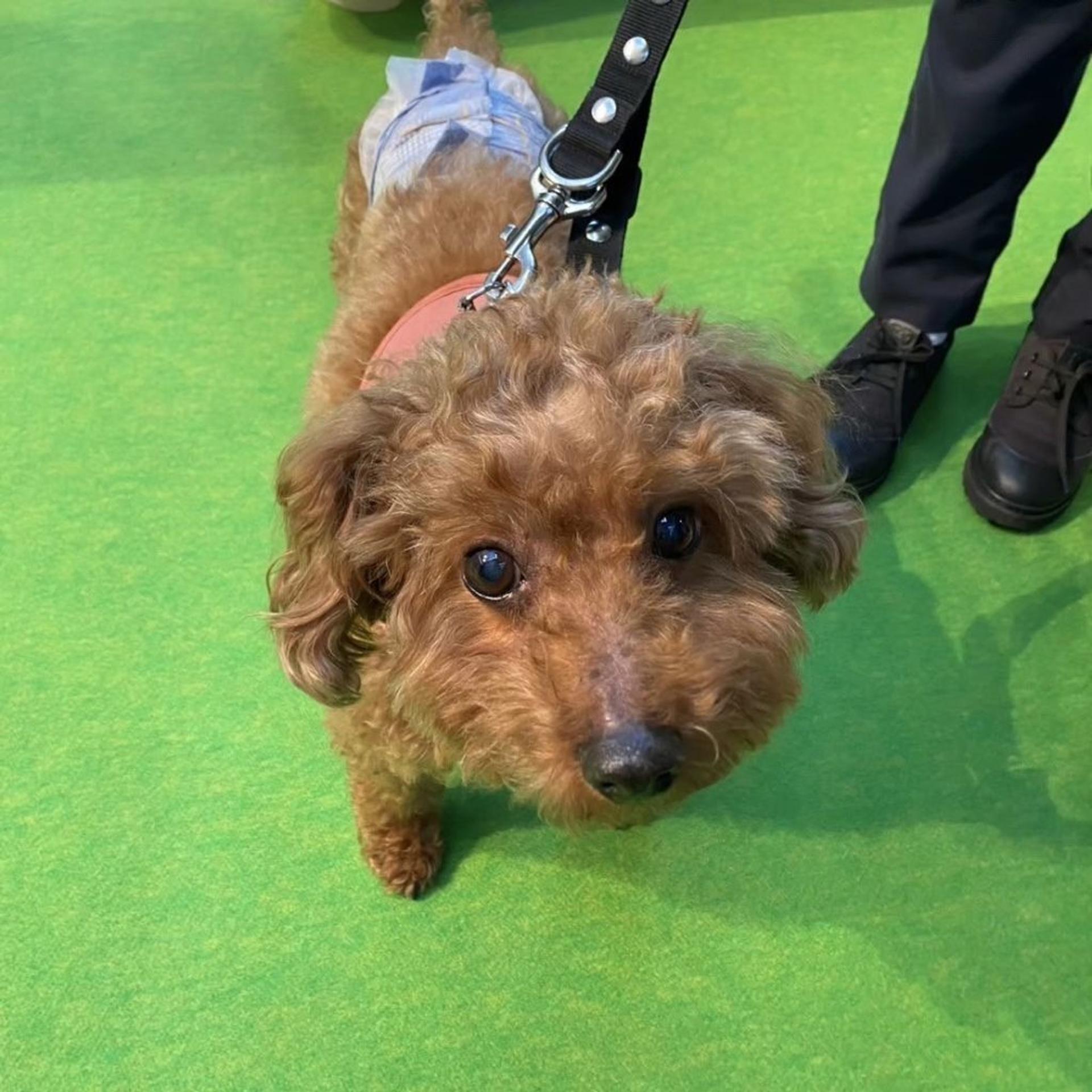 pet-image-9