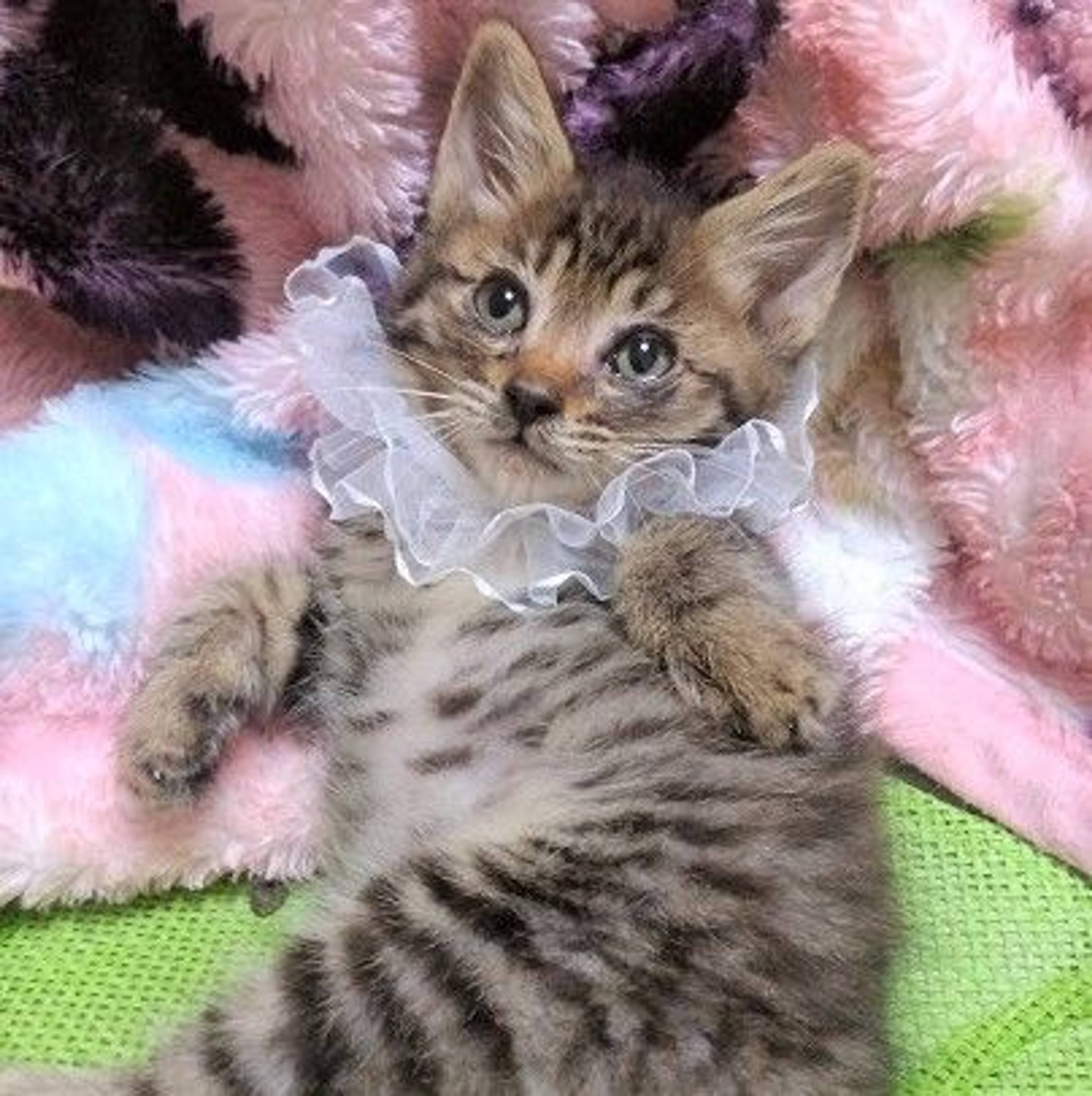 雑種（ミックス猫）・オスの里親募集の写真