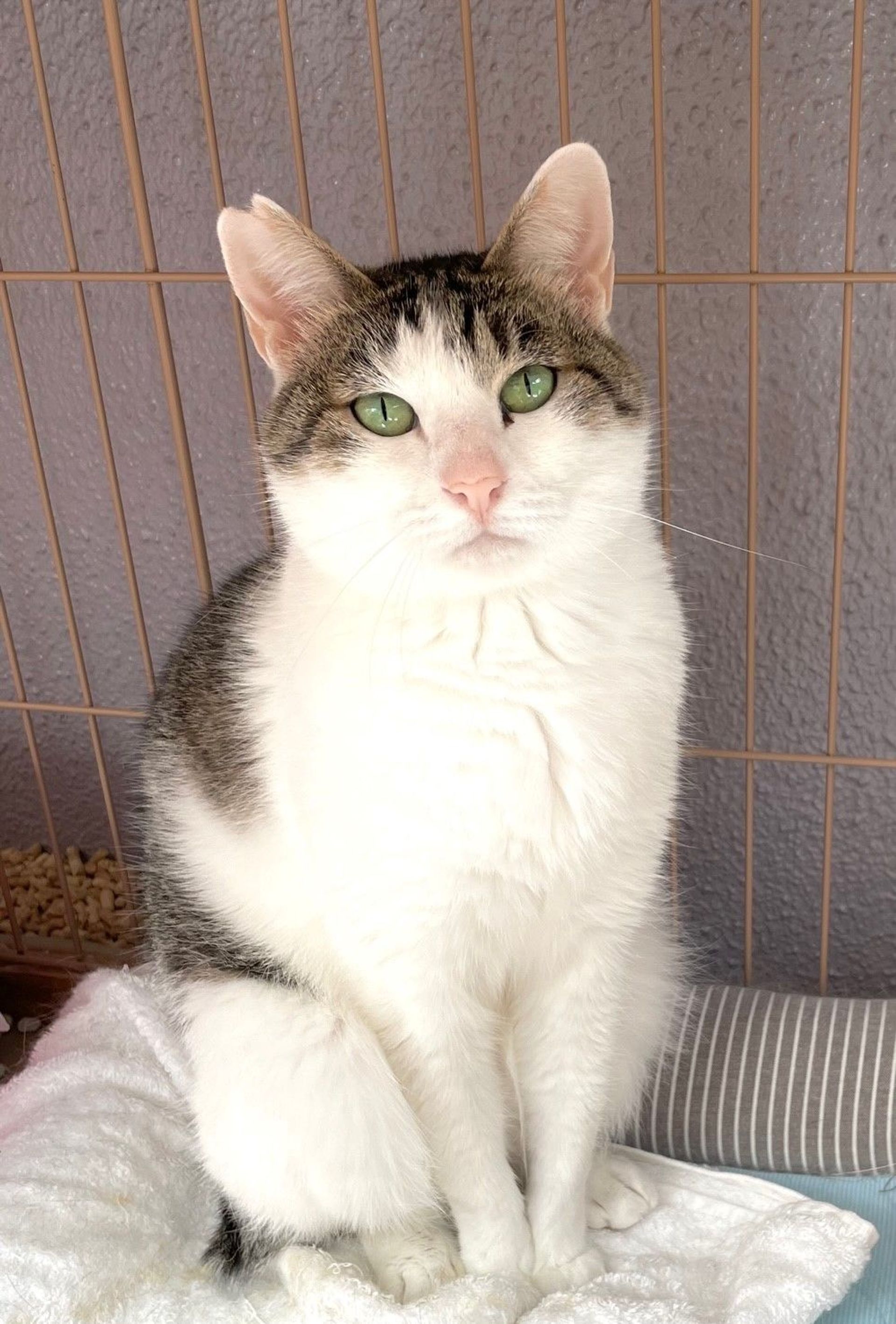 雑種（ミックス猫）・オスの里親募集の写真