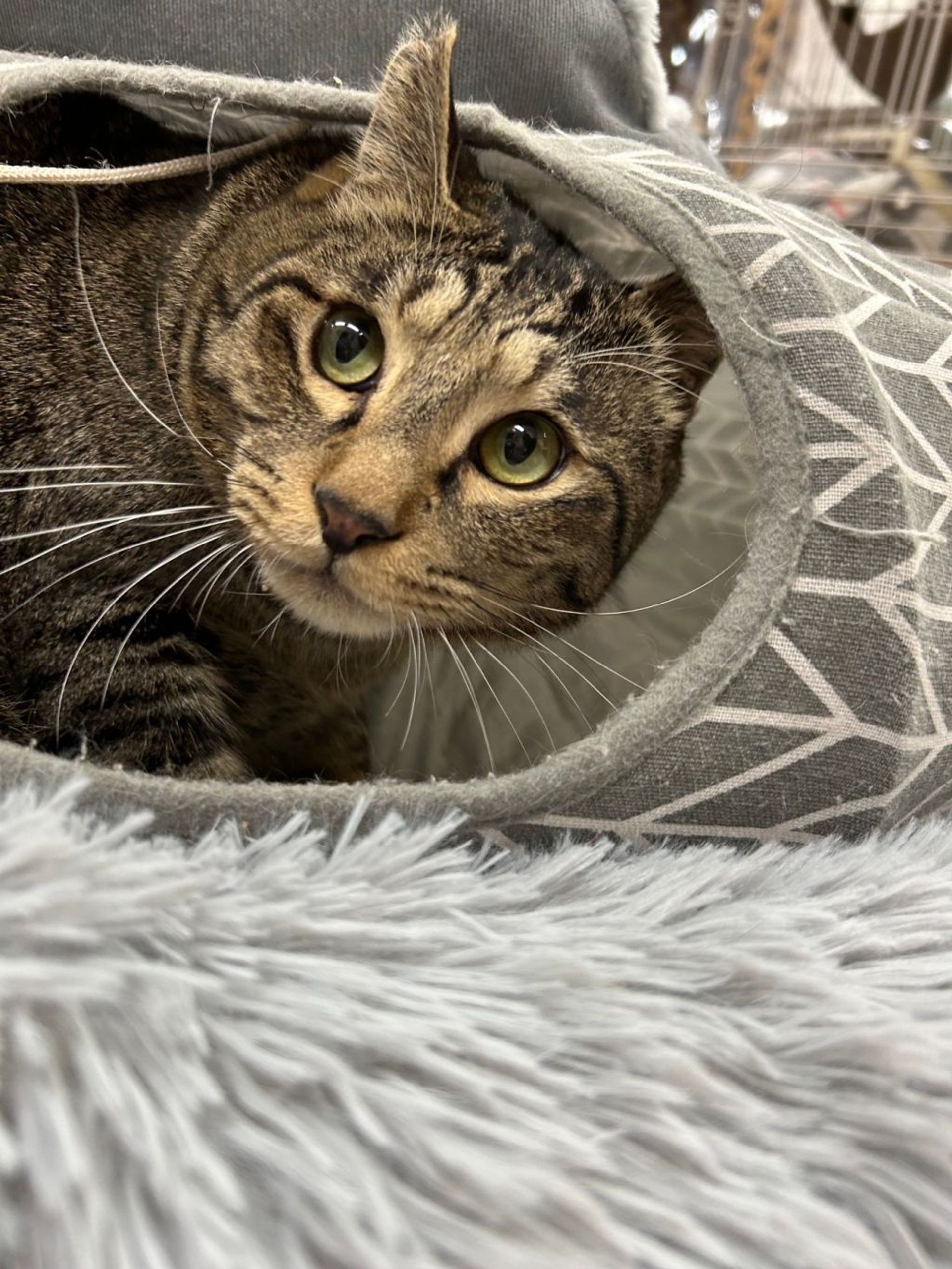 雑種（ミックス猫）・オスの里親募集の写真