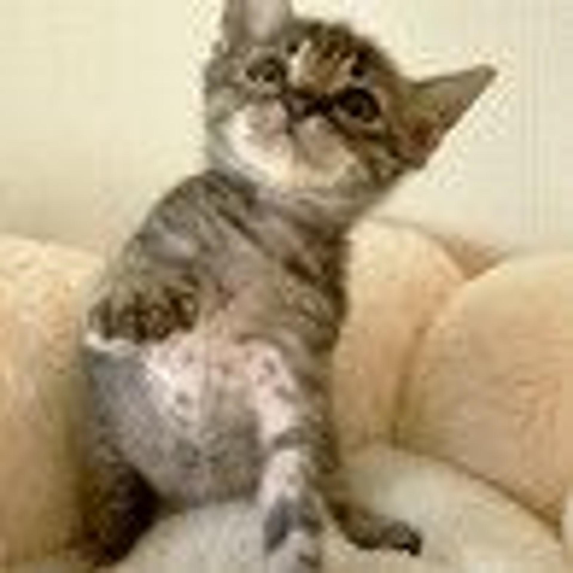 pet-image-4