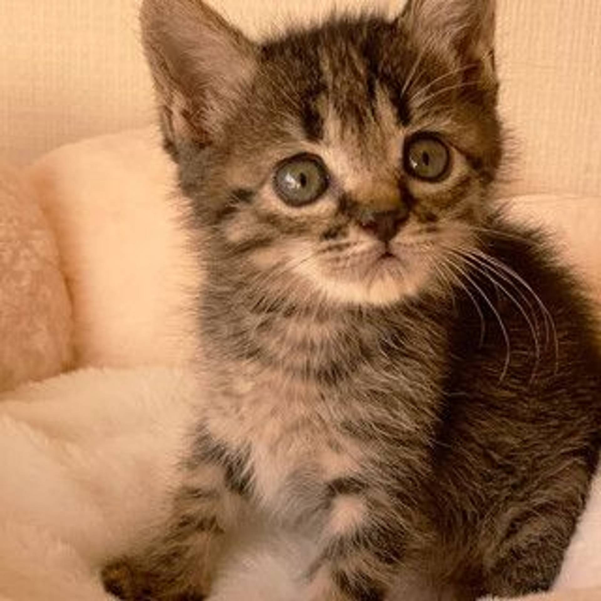雑種（ミックス猫）・メスの里親募集の写真