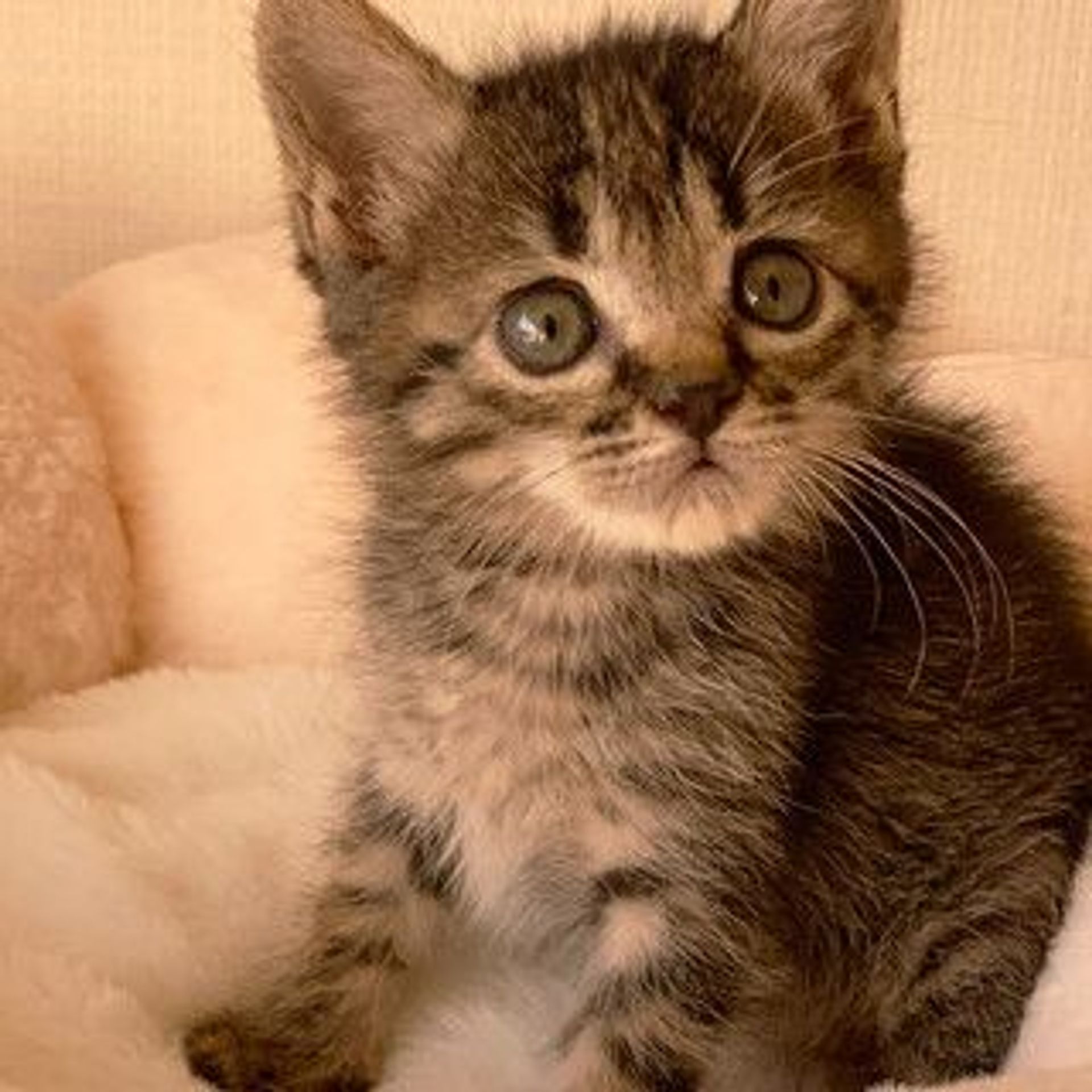 雑種（ミックス猫）・メスの里親募集の写真