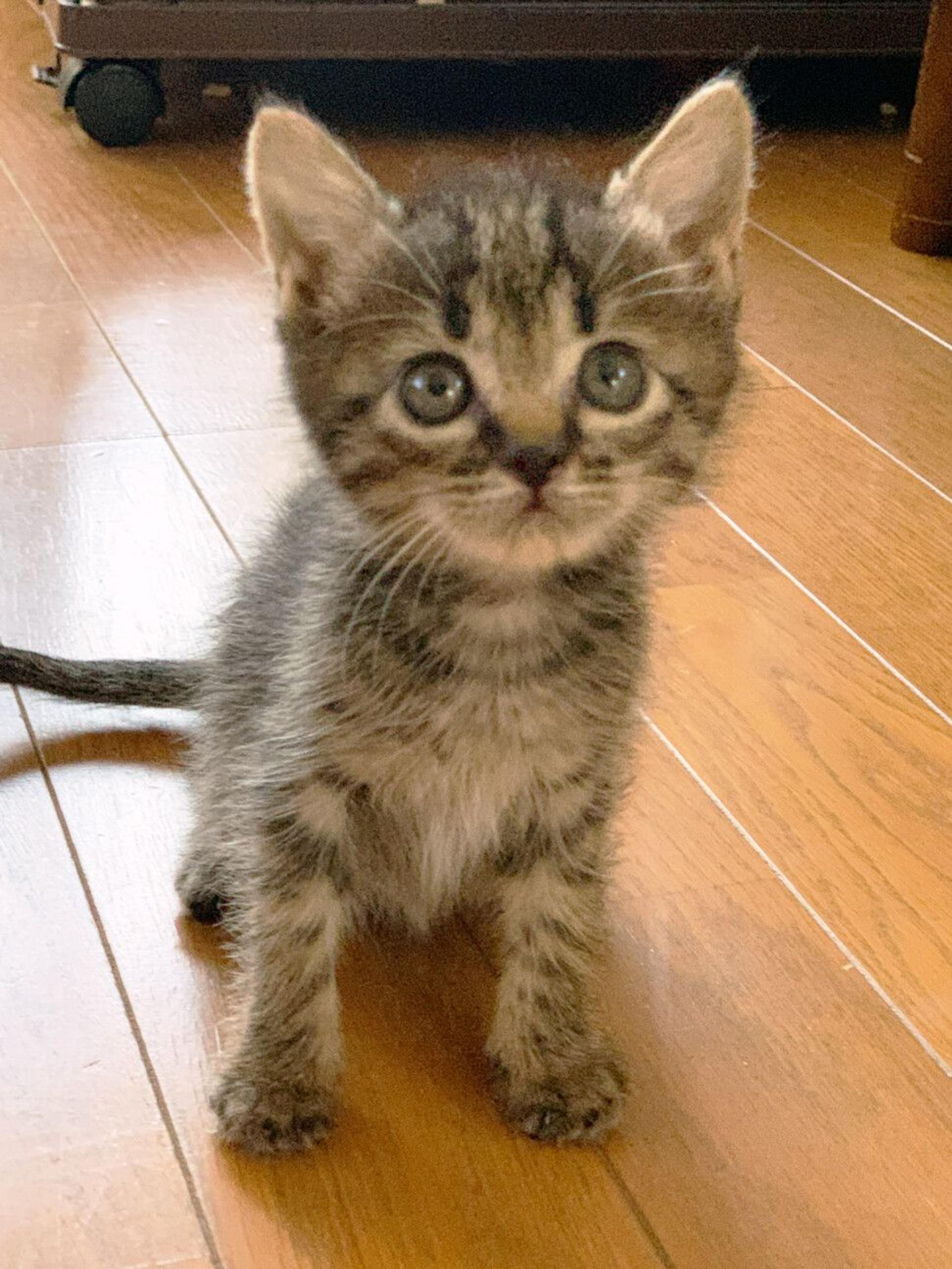 pet-image-2