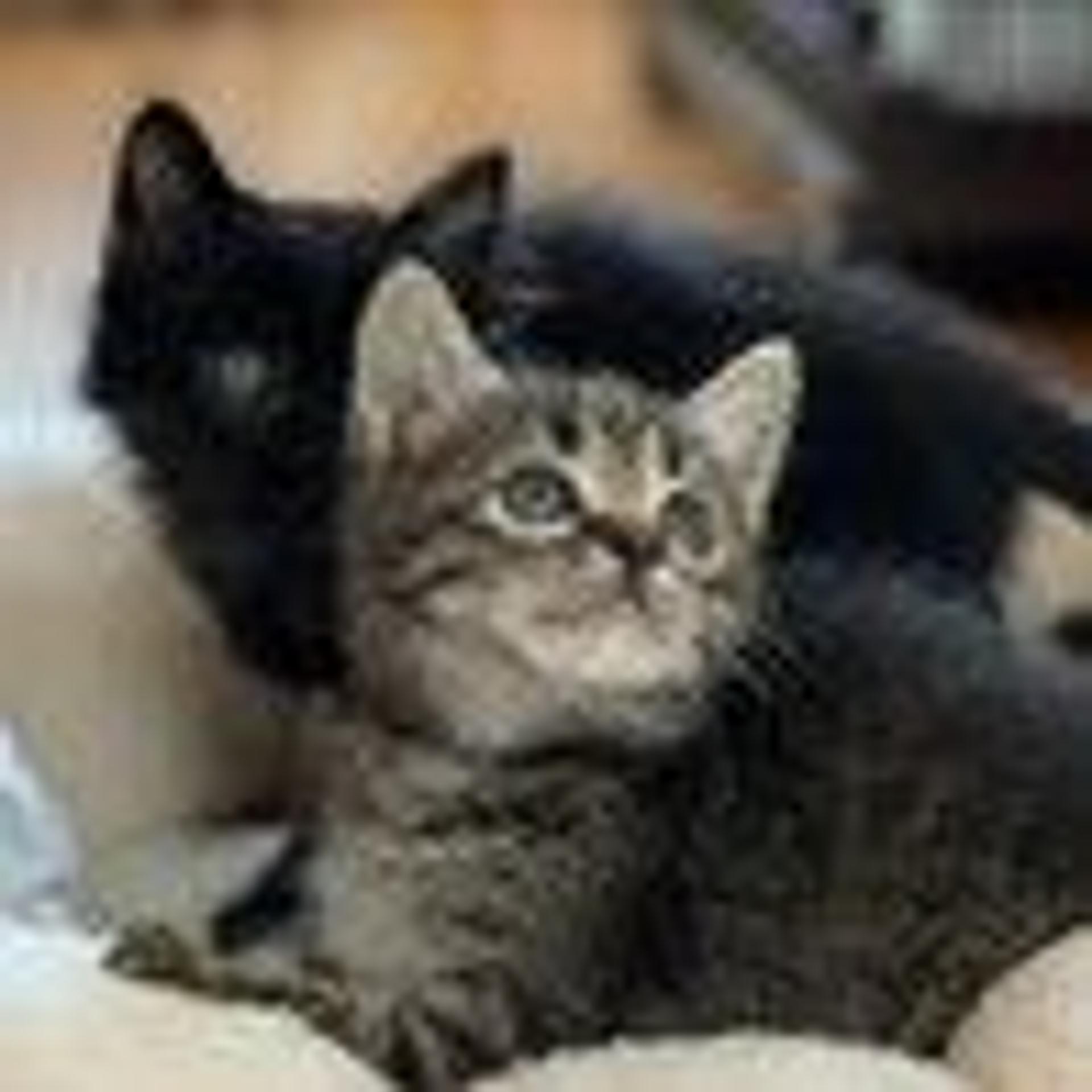 pet-image-4