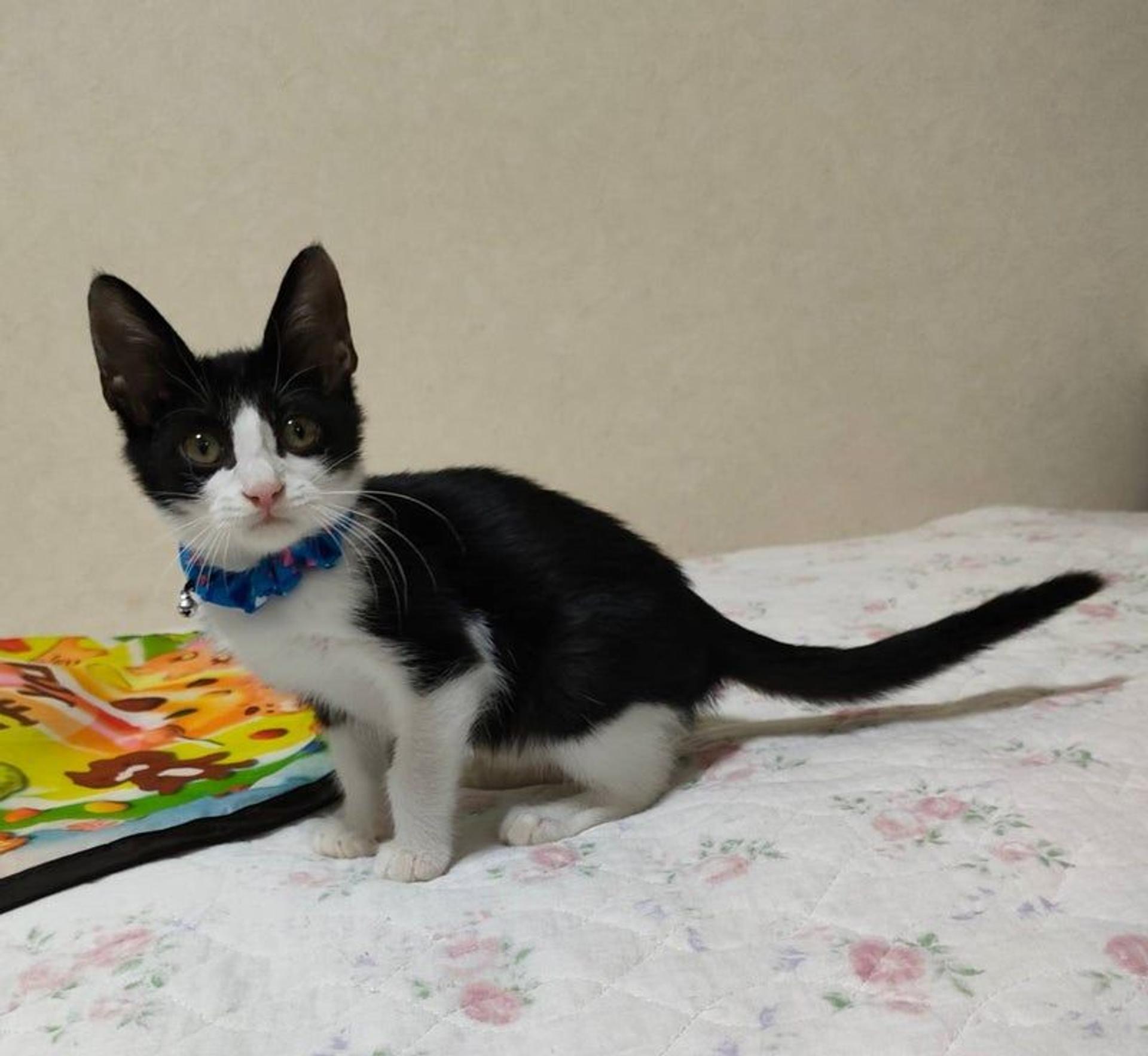 pet-image-2