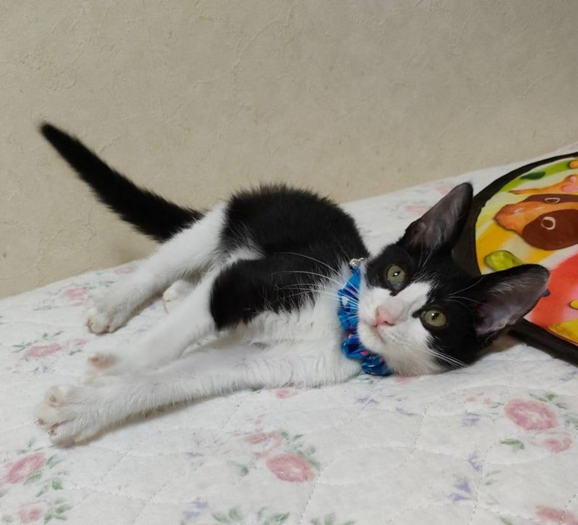 pet-image-3