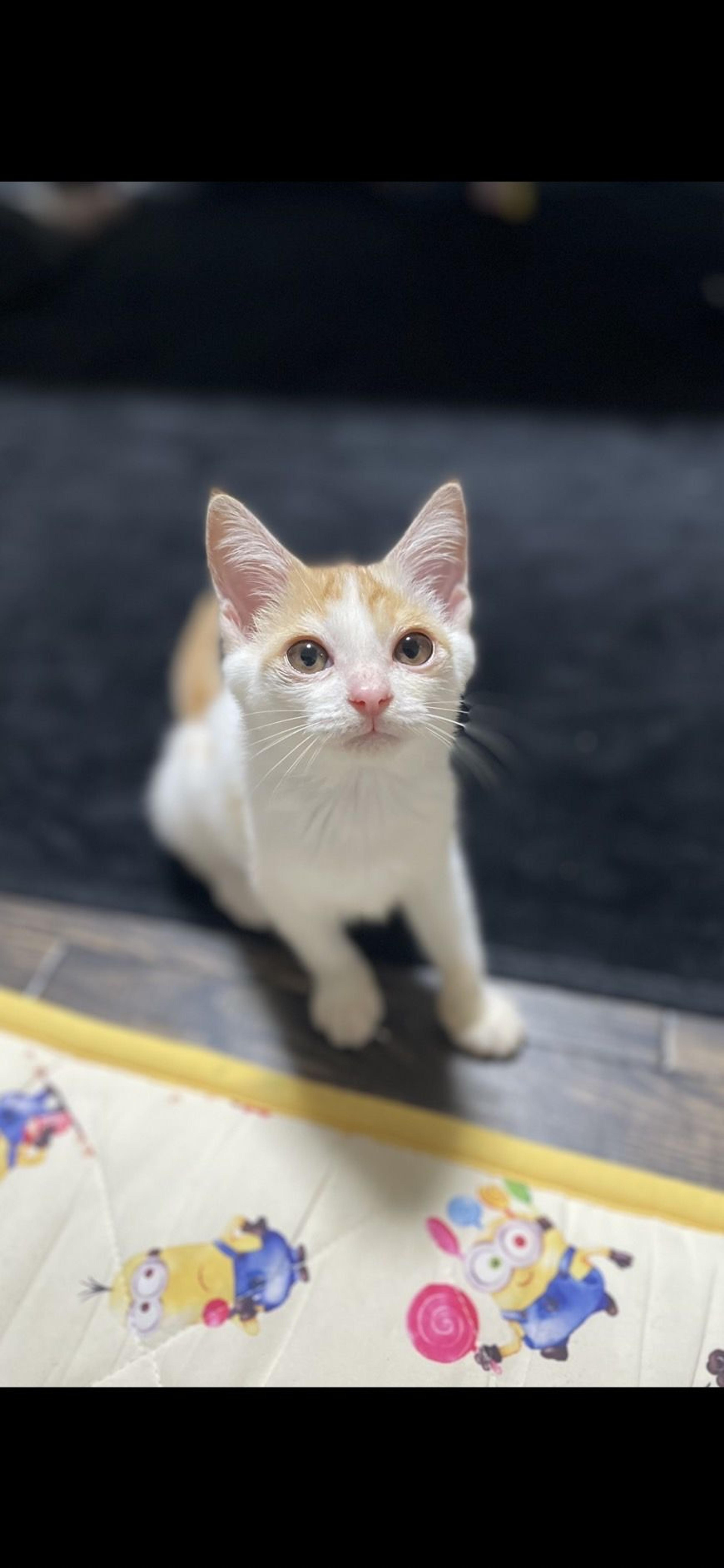 pet-image-3