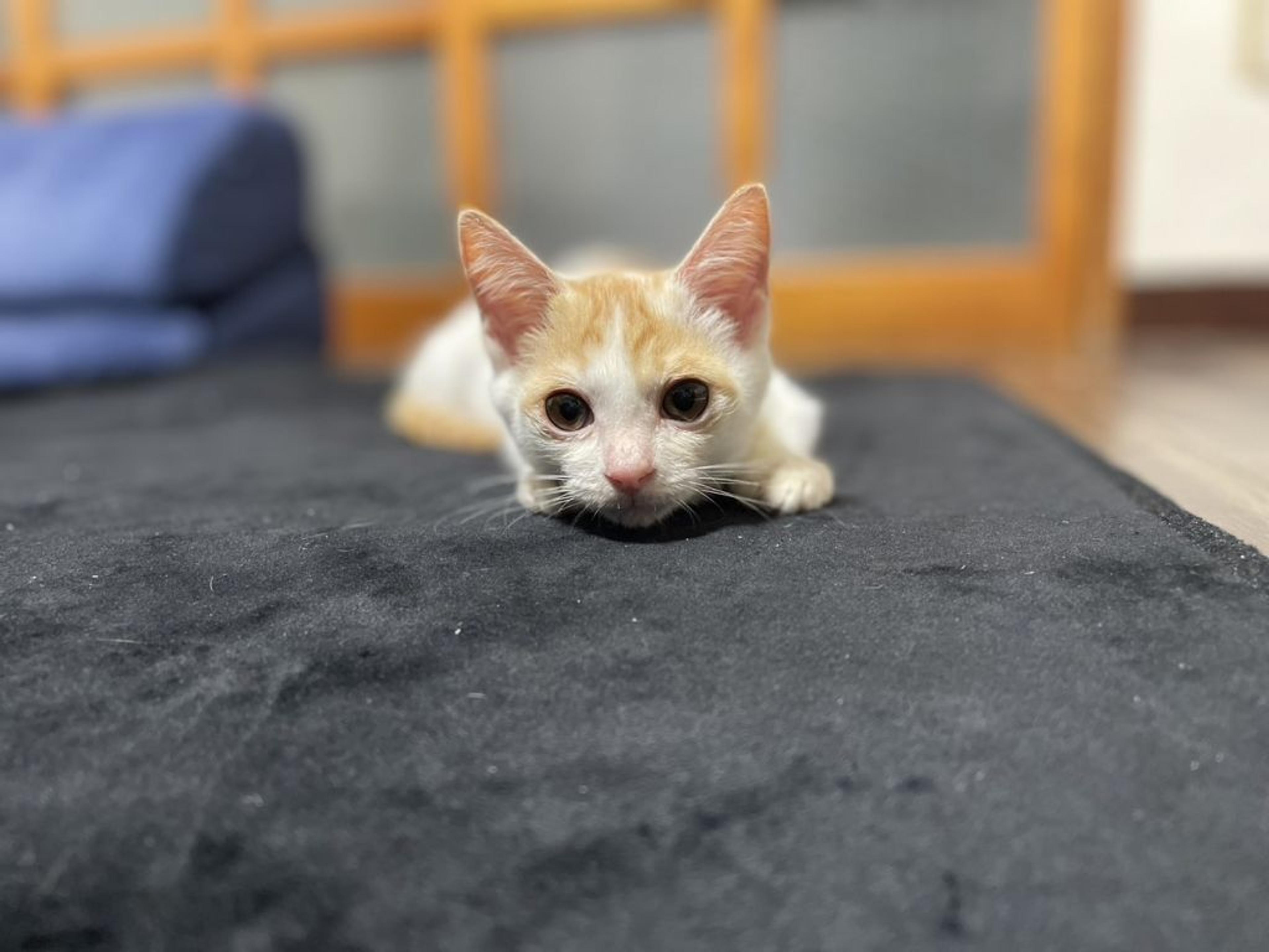 pet-image-4