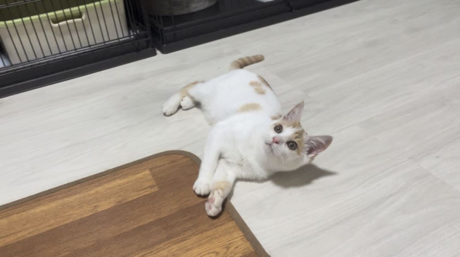 雑種（ミックス猫）・メスの里親募集の写真