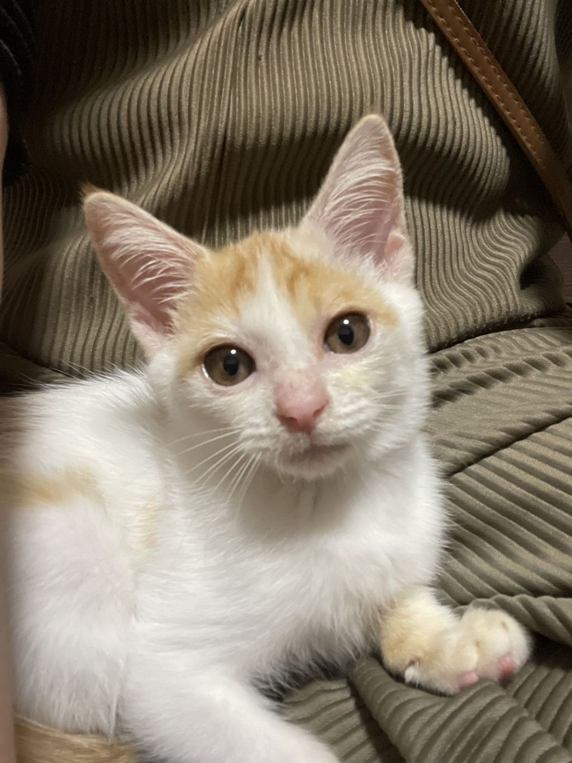 雑種（ミックス猫）・メスの里親募集の写真