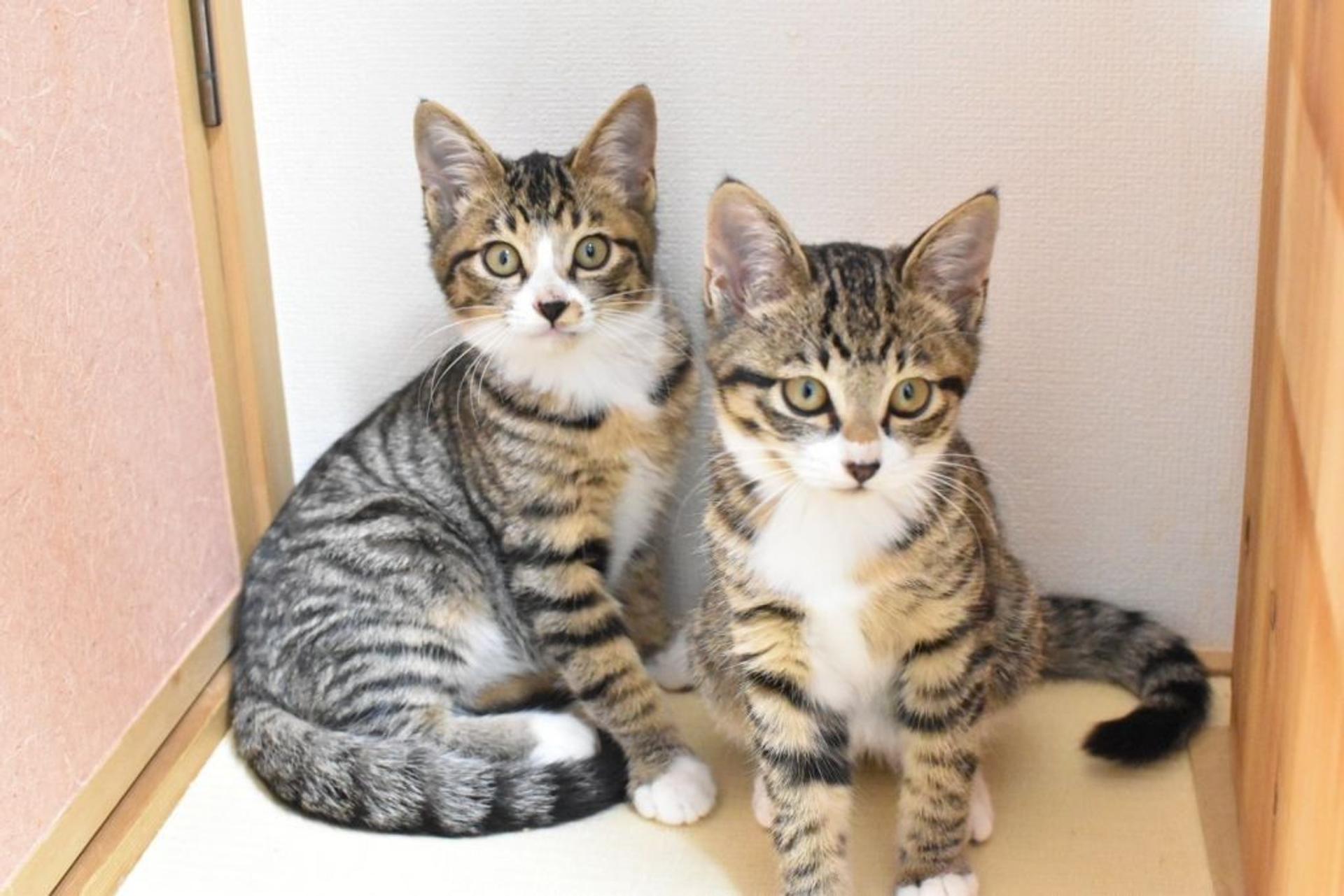 pet-image-5