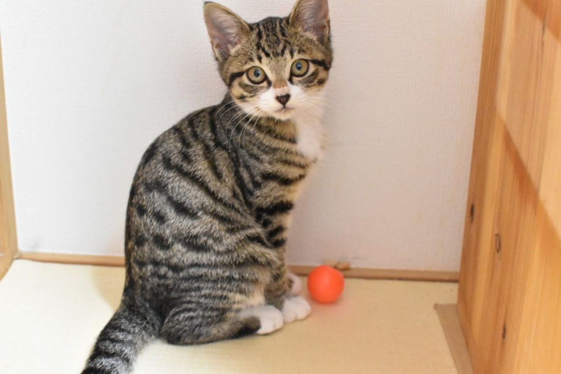 雑種（ミックス猫）・メスの里親募集の写真