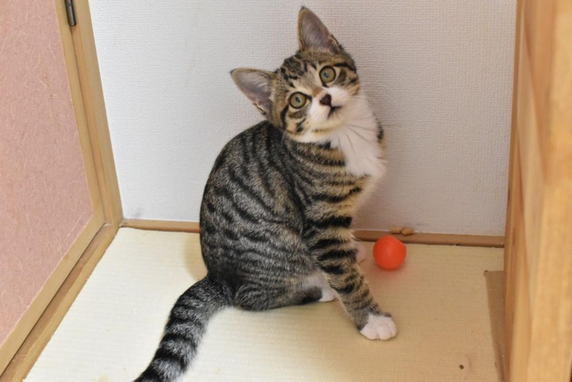 pet-image-3