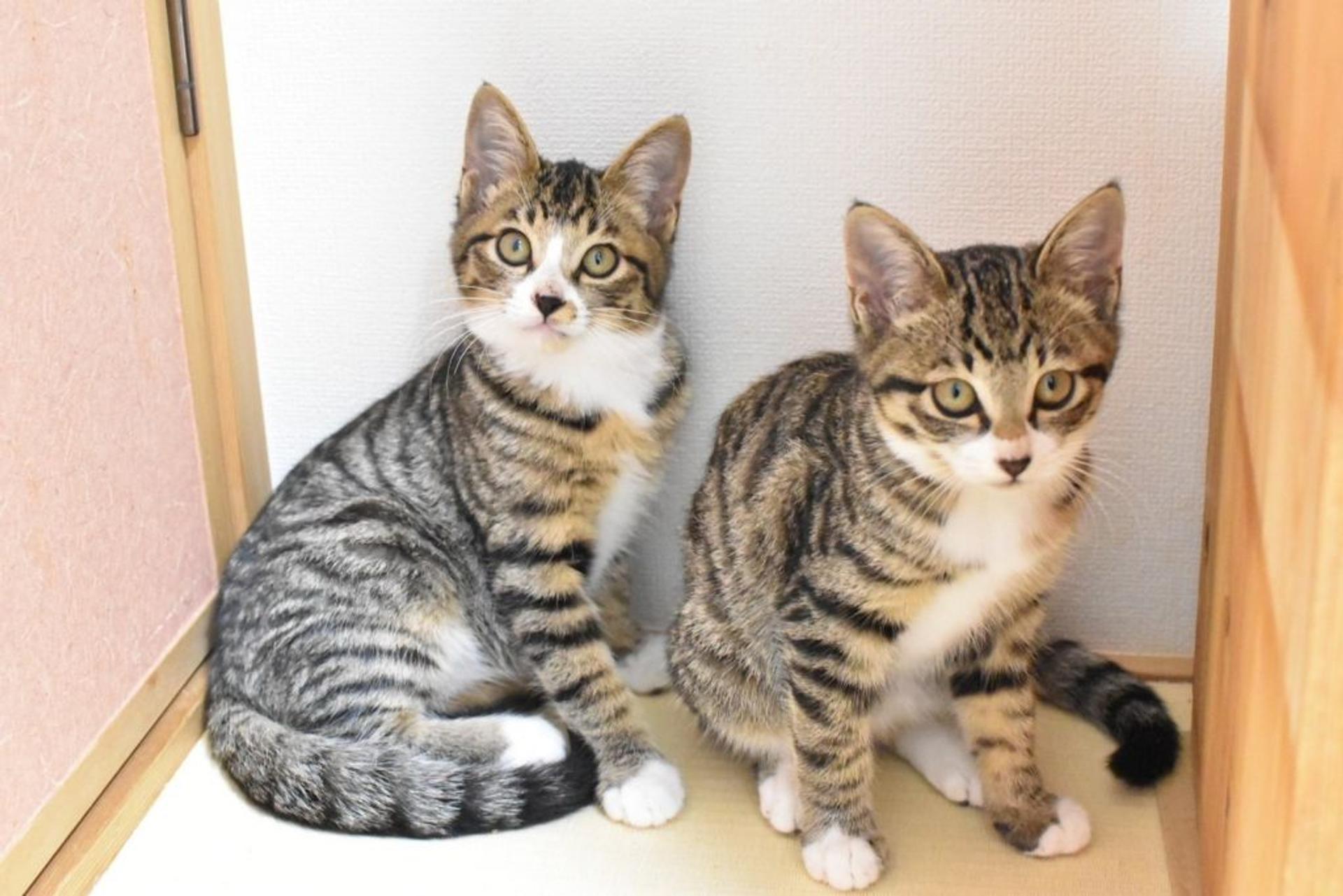 pet-image-5