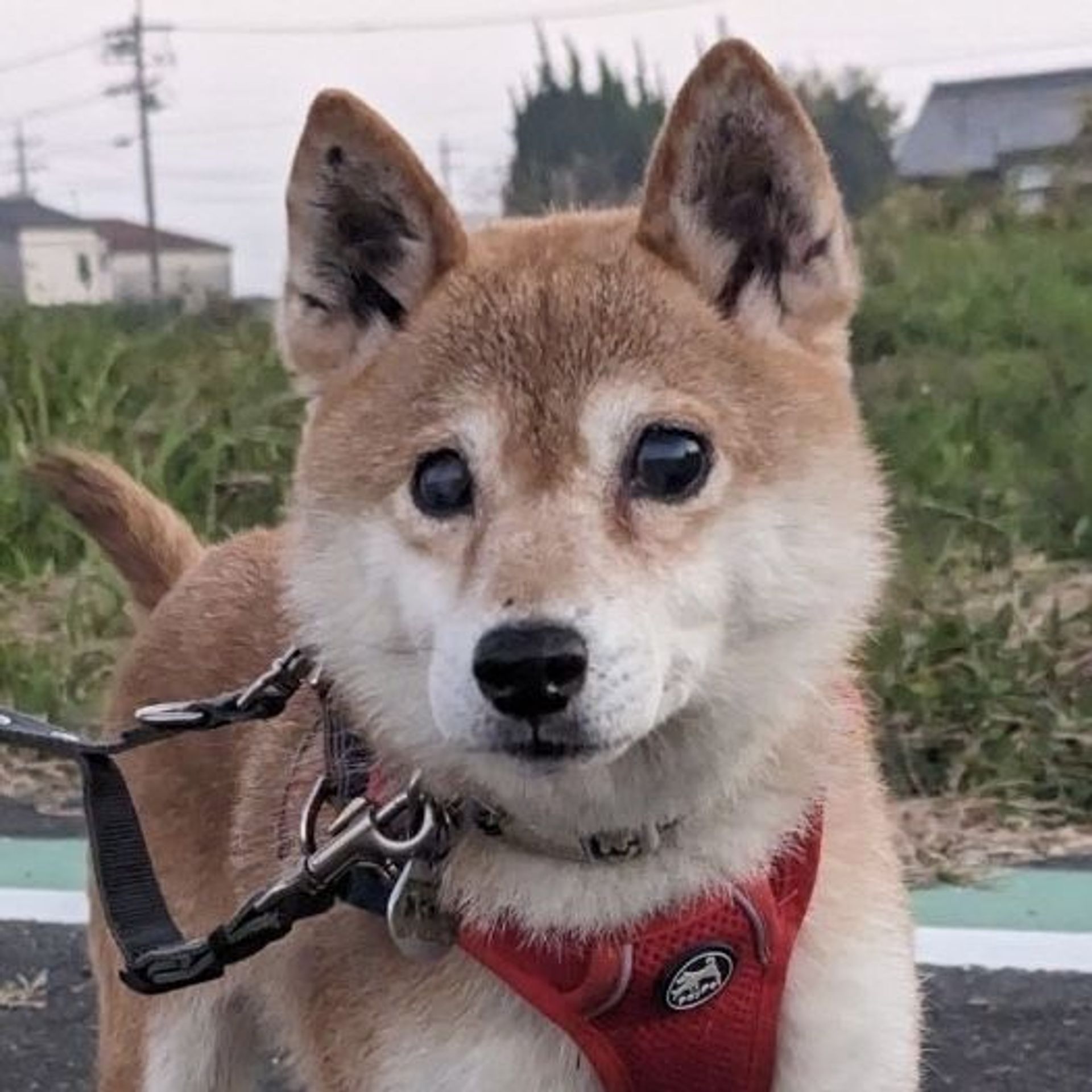 柴犬・メスの里親募集の写真