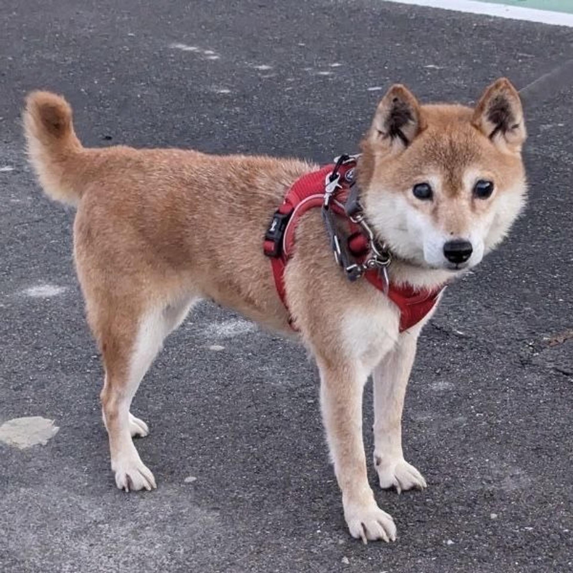 pet-image-3