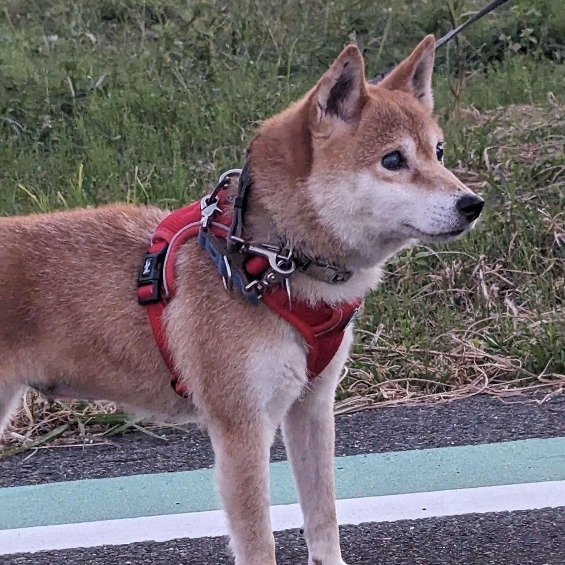pet-image-6