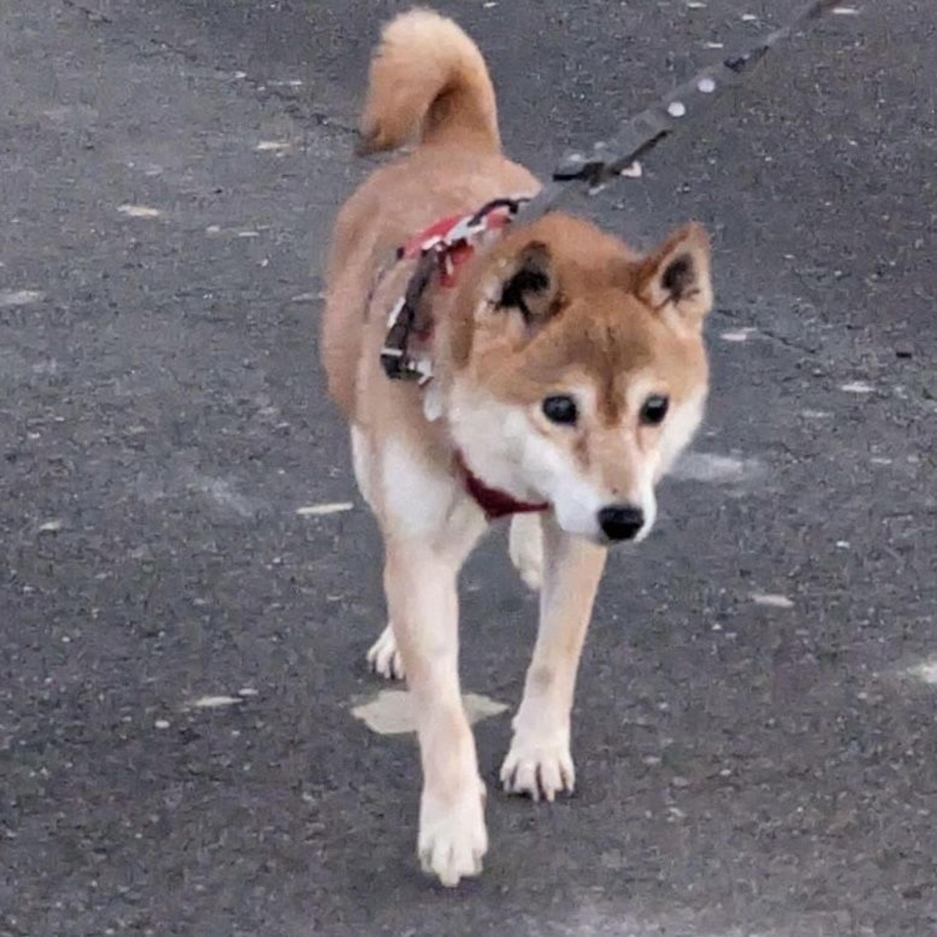 pet-image-7