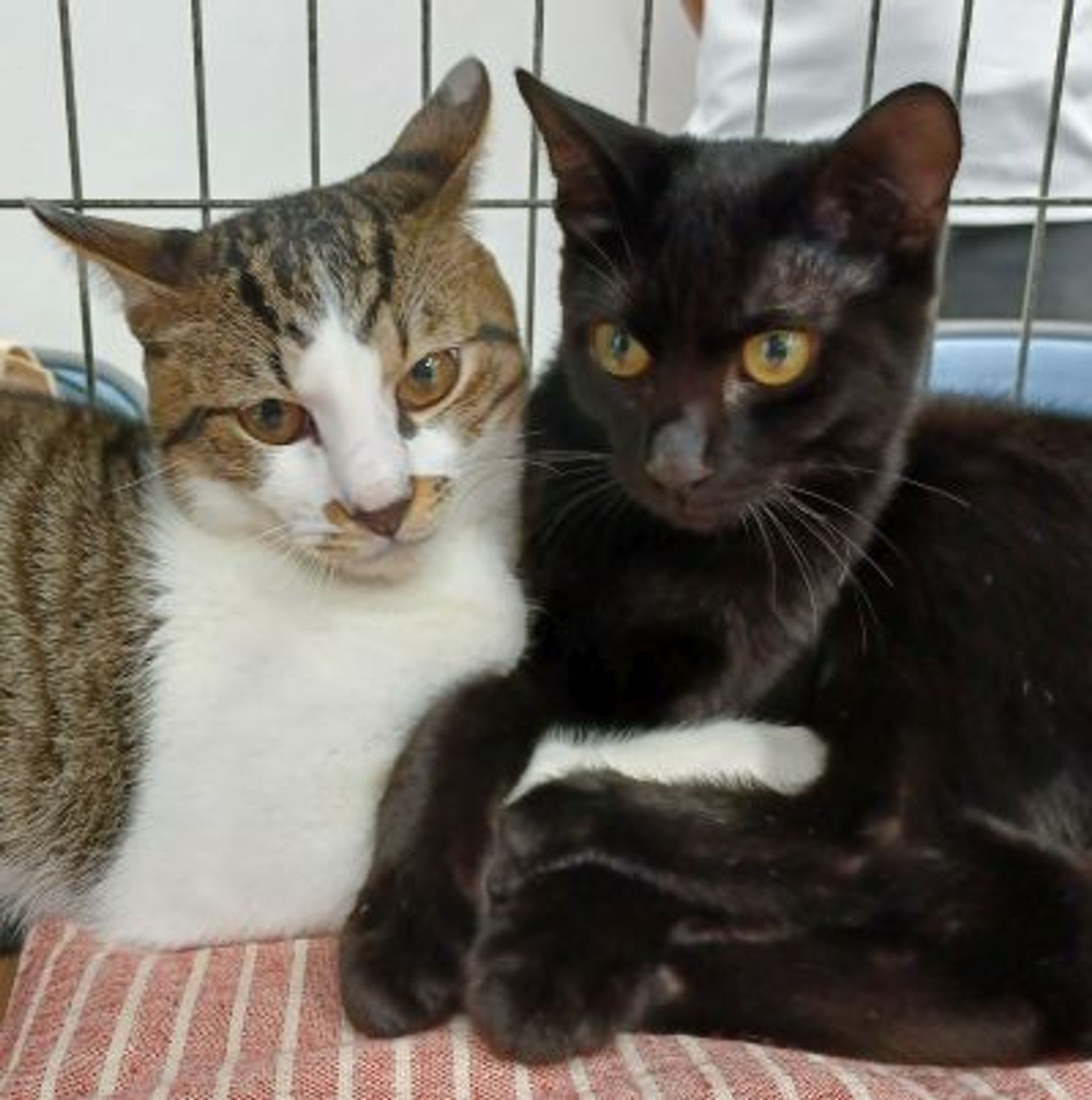 雑種（ミックス猫）・オスの里親募集の写真