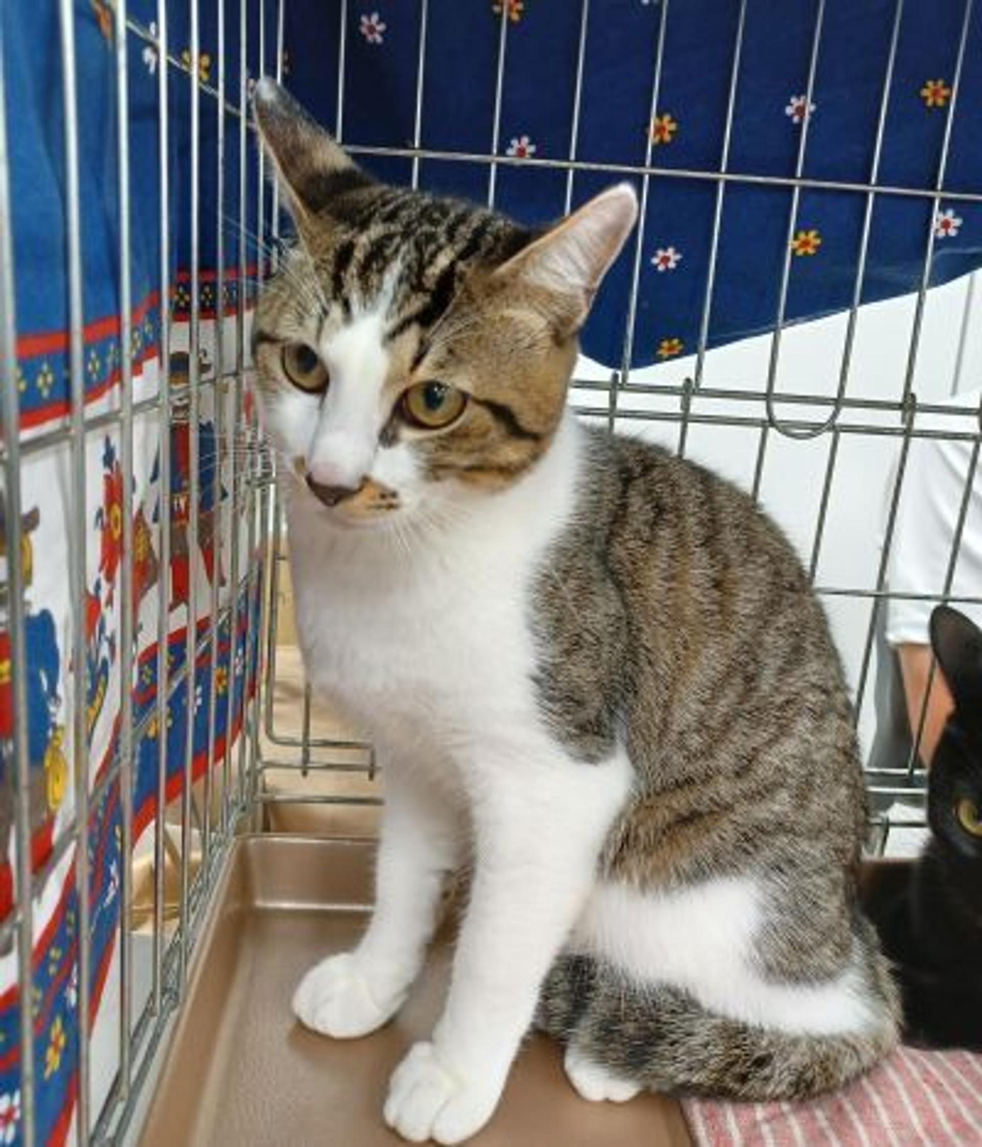 pet-image-6