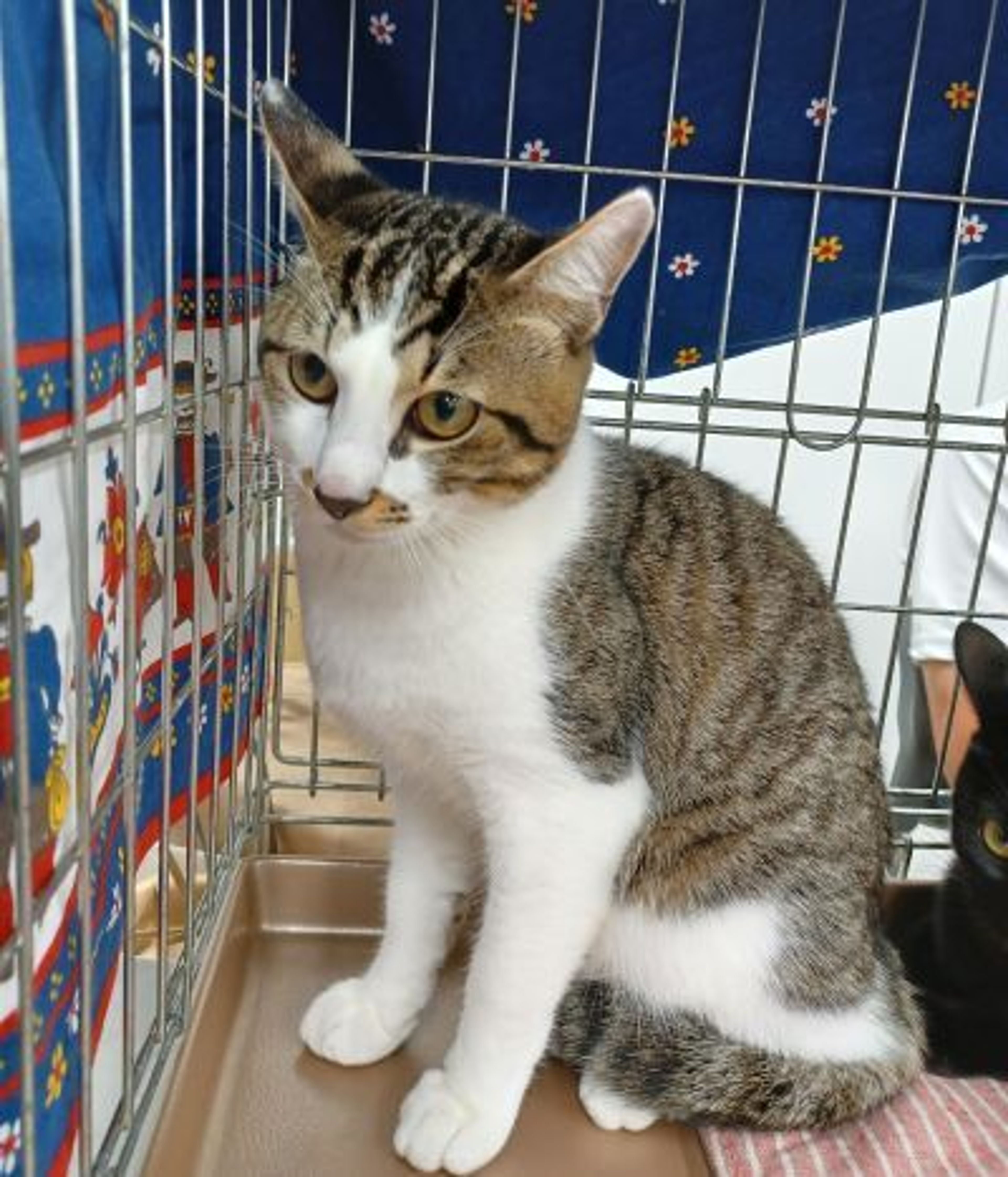pet-image-6
