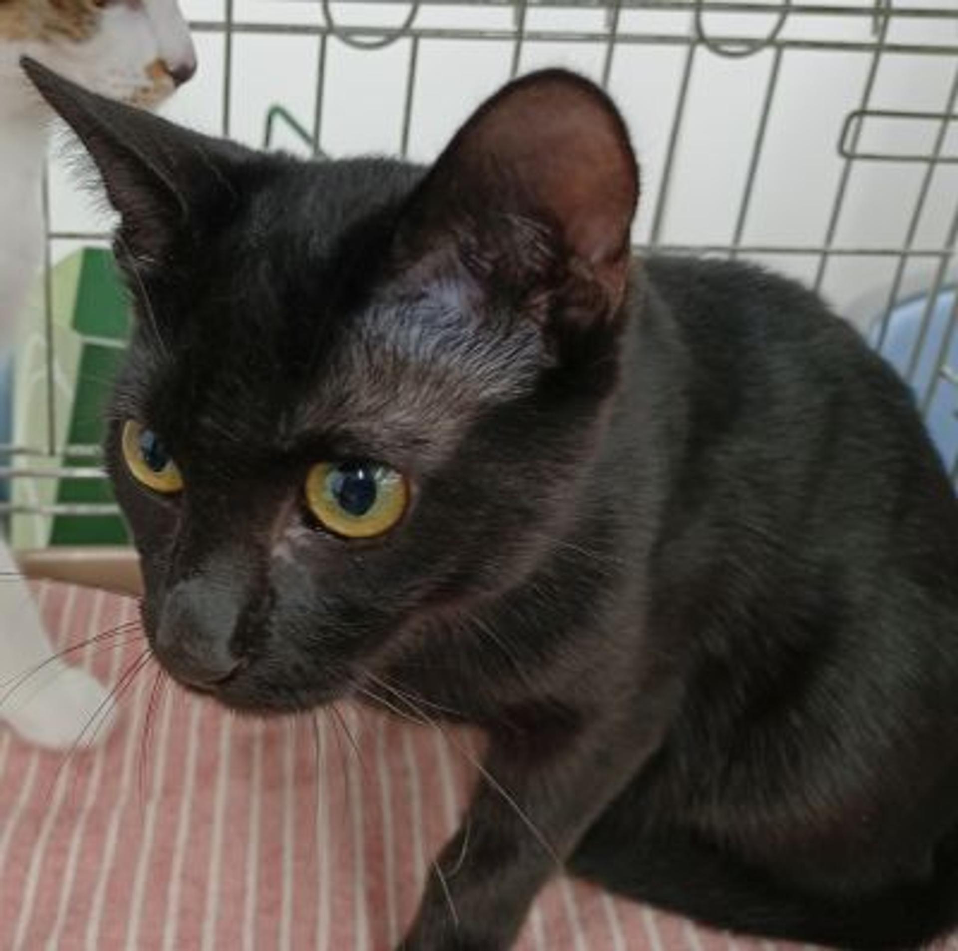 pet-image-7