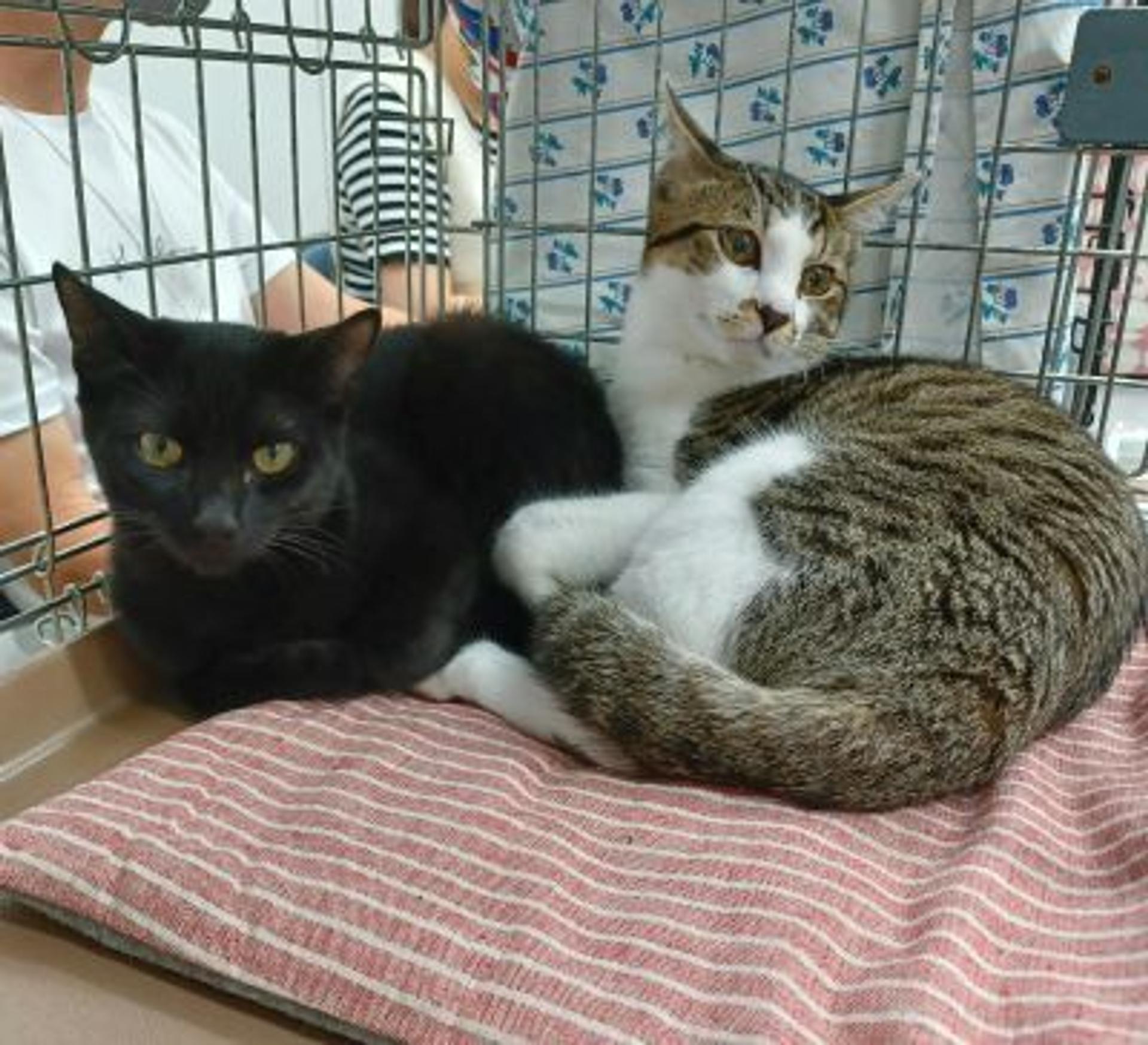 pet-image-8