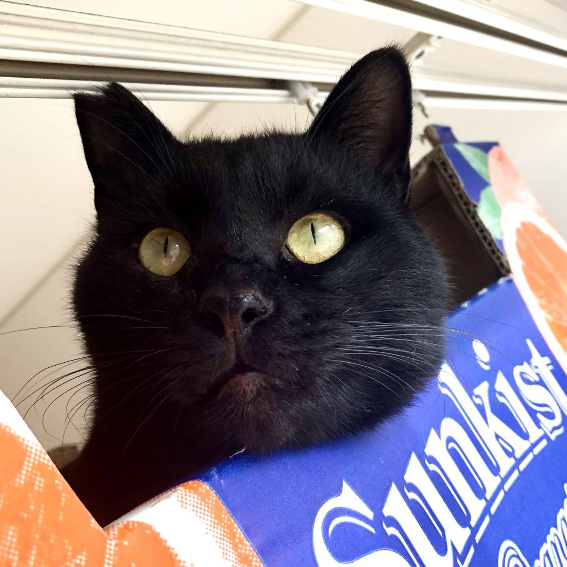雑種（ミックス猫）・オスの里親募集の写真