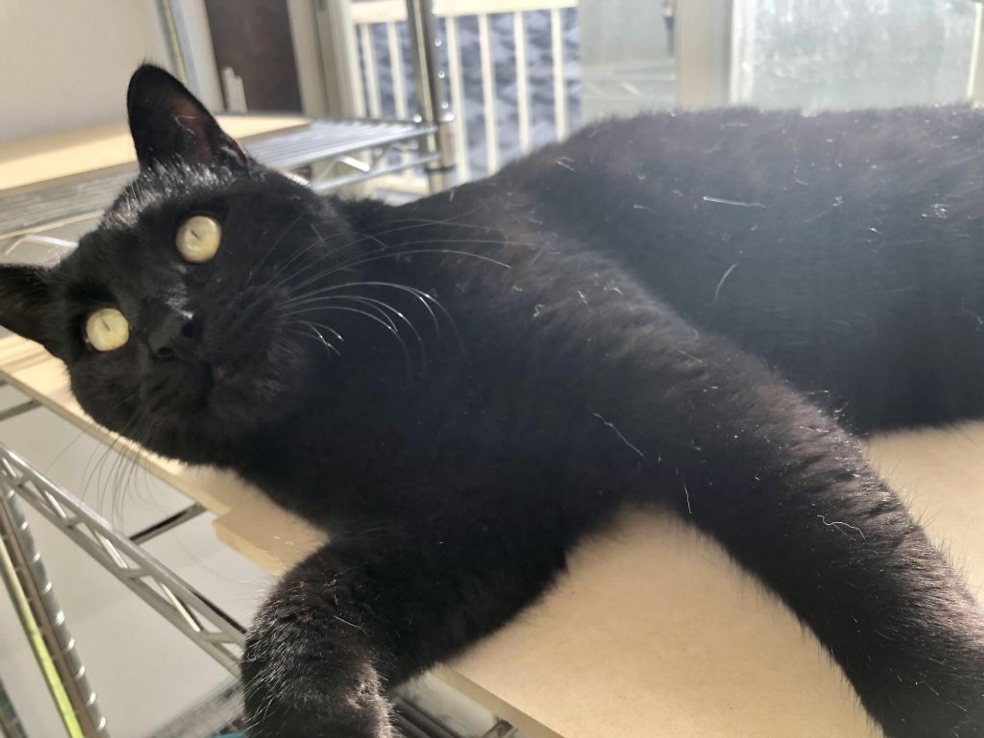 pet-image-9