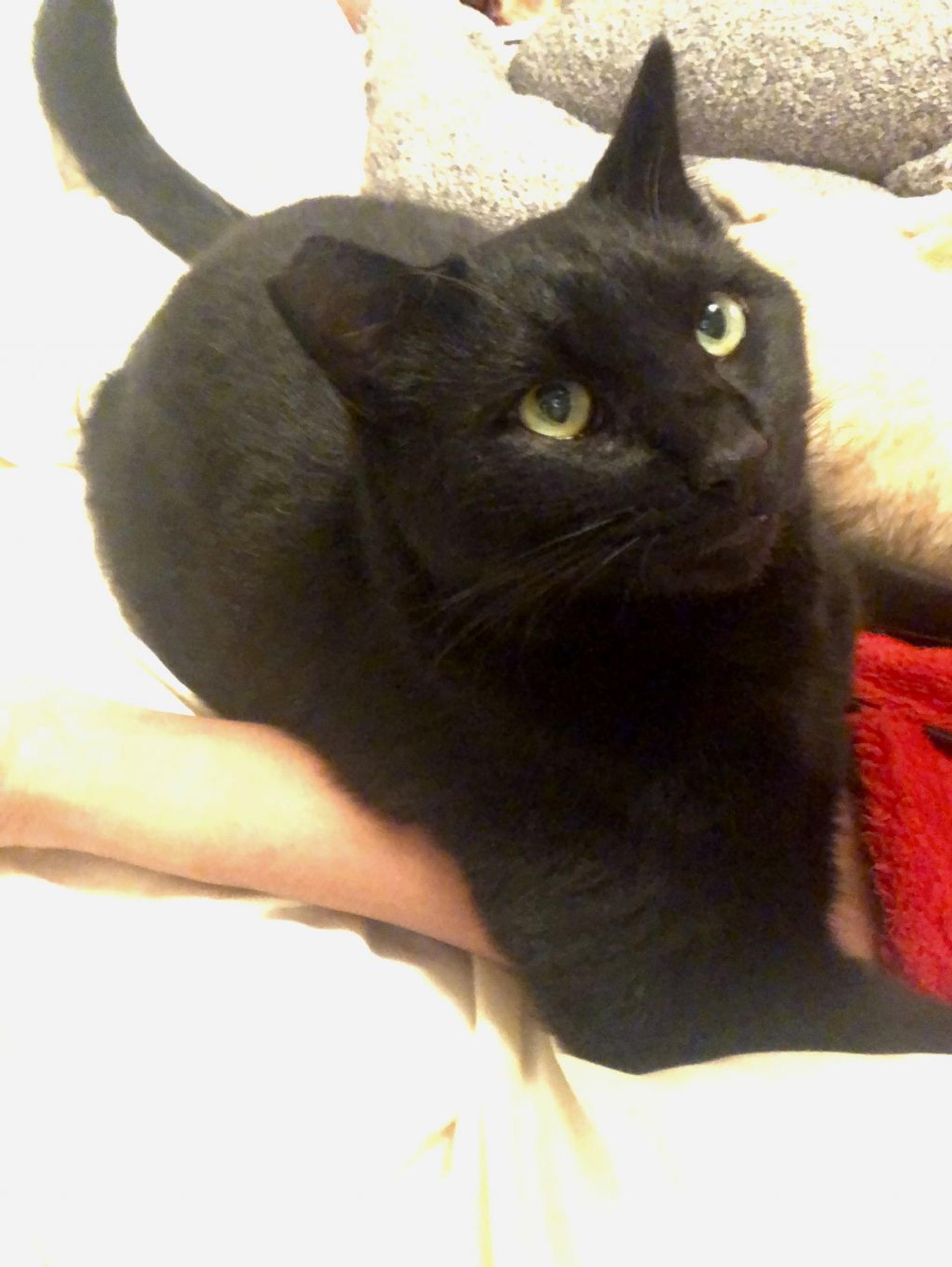 pet-image-5
