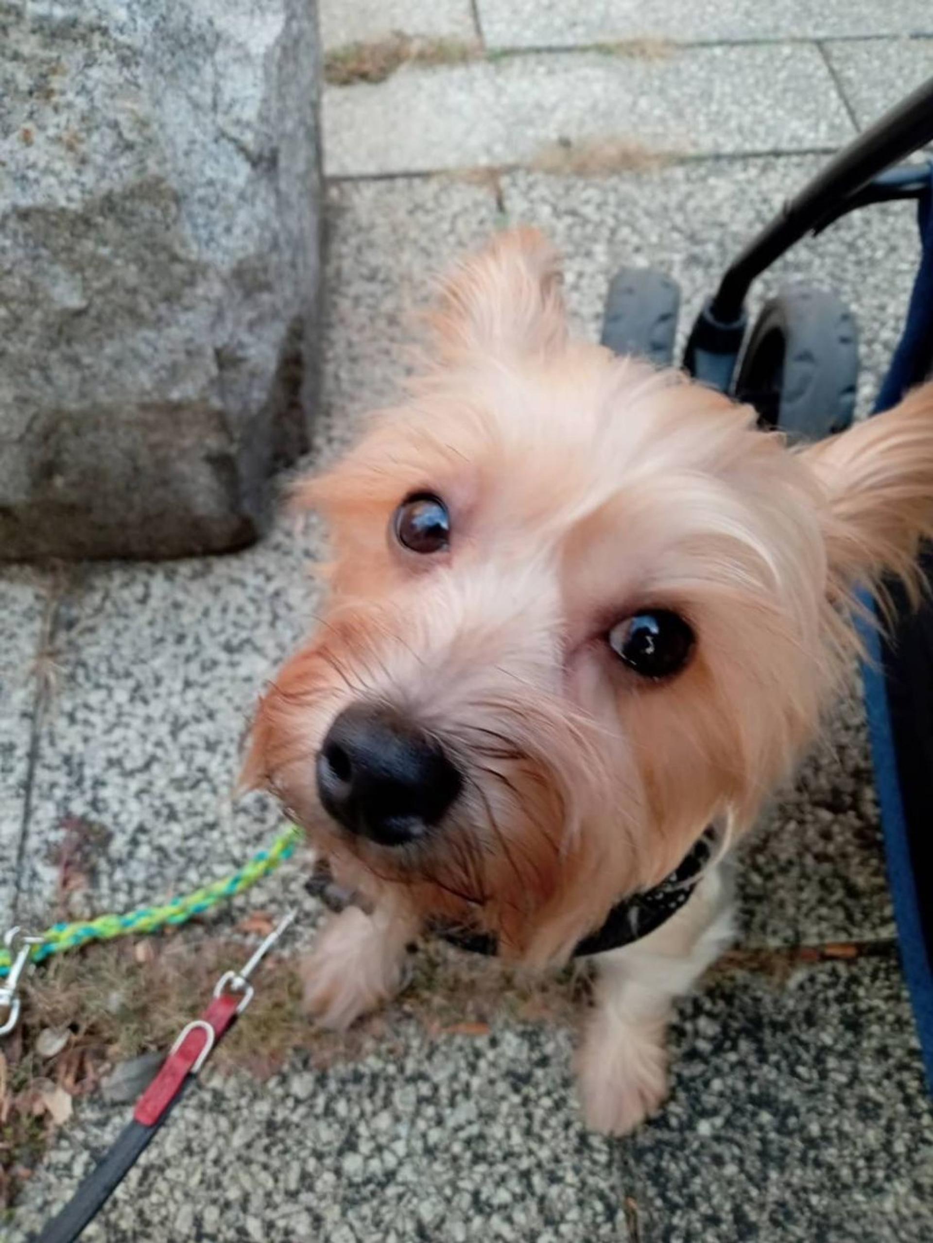 pet-image-2