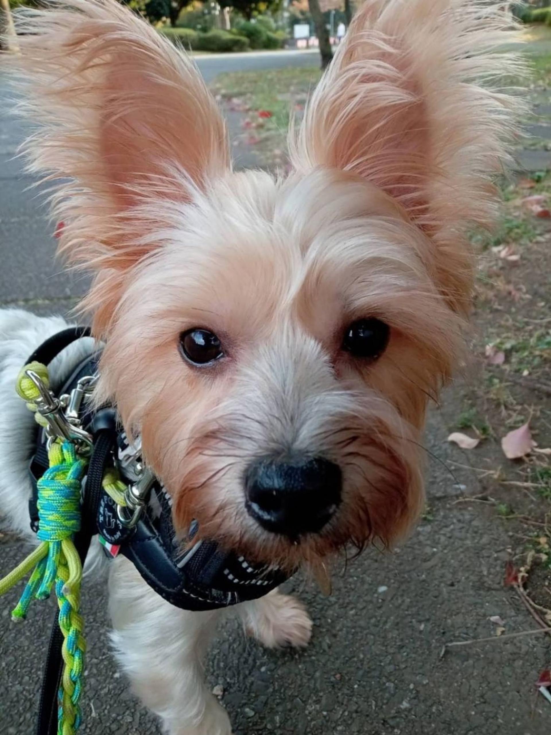 pet-image-5