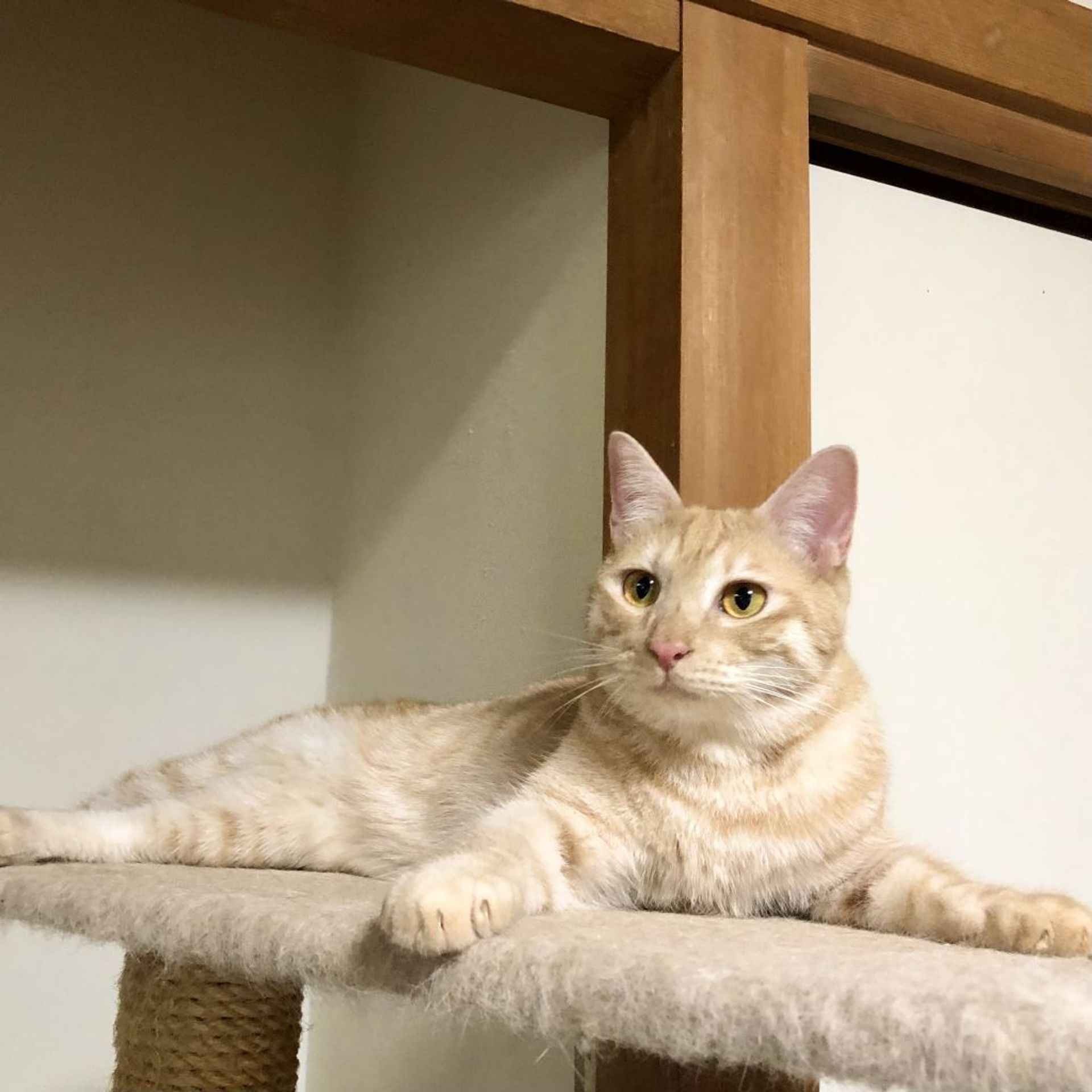 雑種（ミックス猫）・オスの里親募集の写真